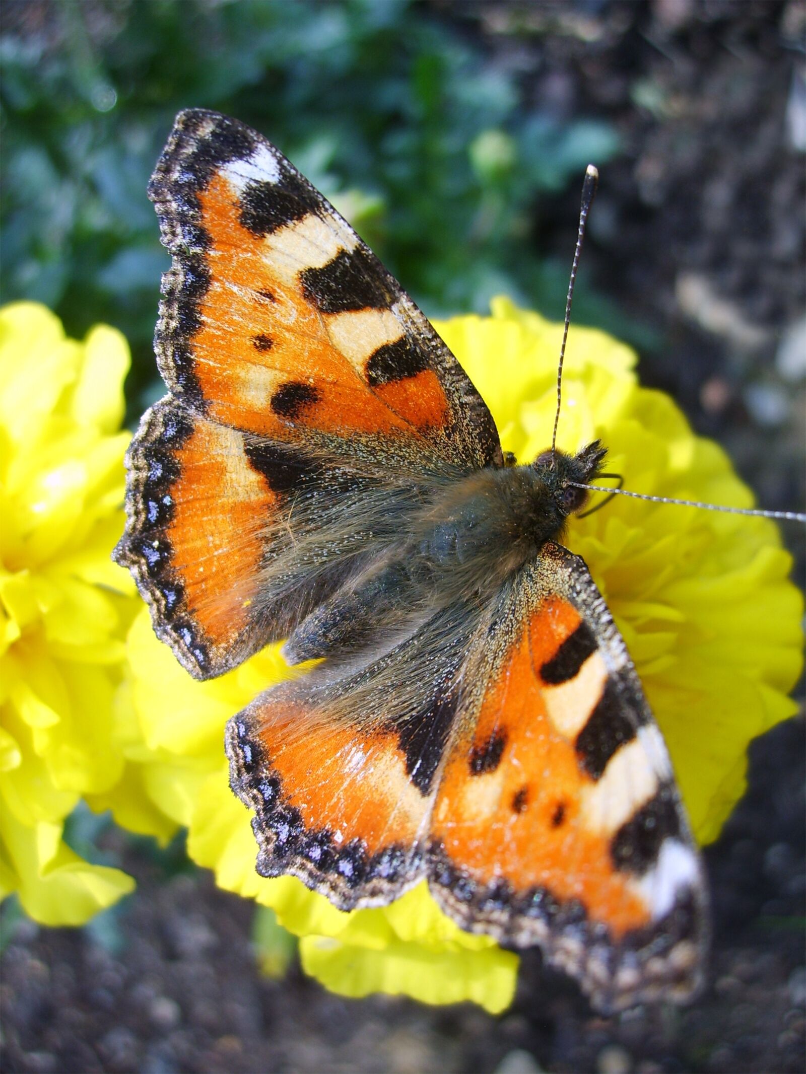 Samsung Digimax S500 / Kenox S500 / Digimax Cyber 530 sample photo. Butterfly, nature, swallowtail photography