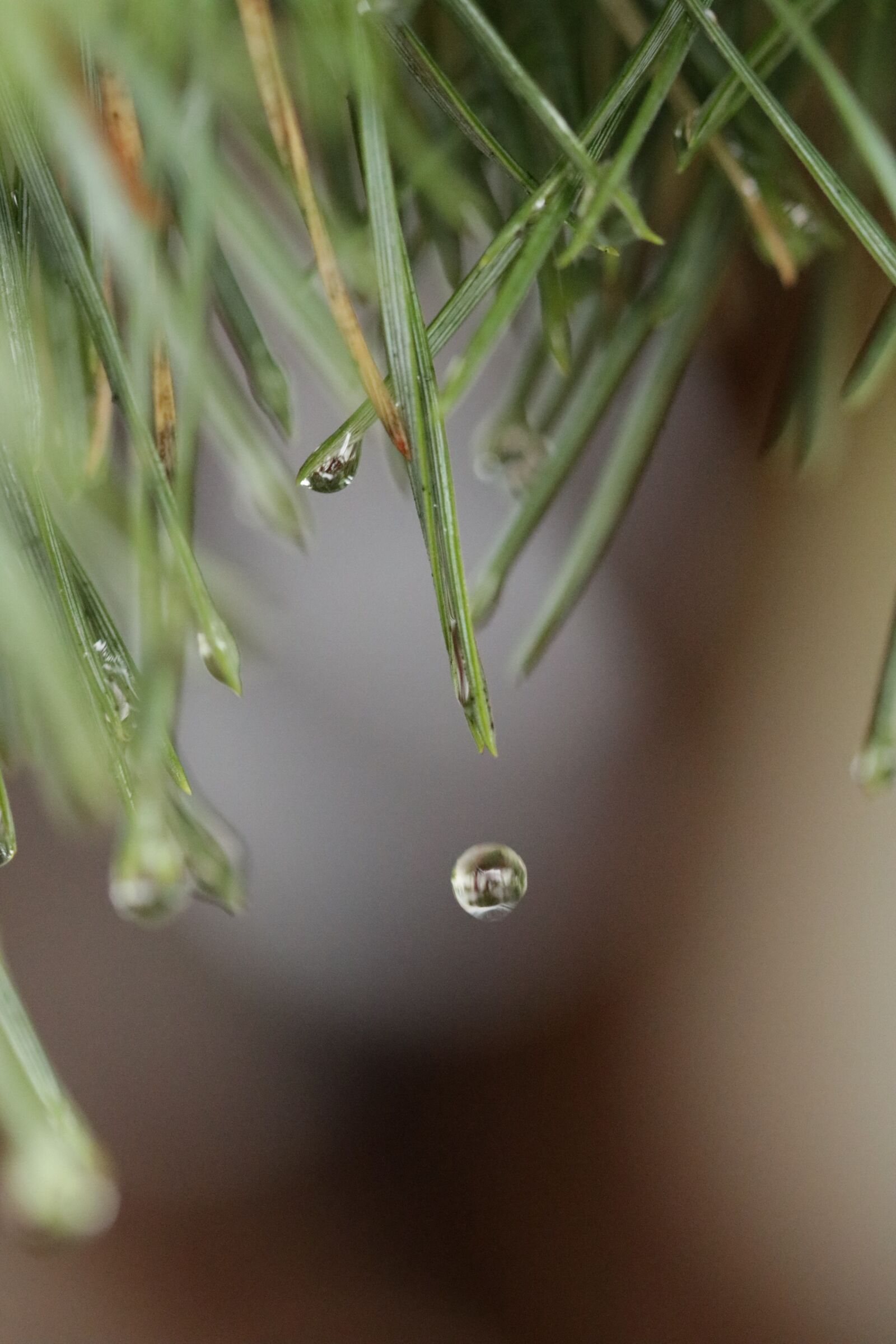 Canon EOS 750D (EOS Rebel T6i / EOS Kiss X8i) + Canon EF 100mm F2.8 Macro USM sample photo. Leaves, water drop, dewdrops photography