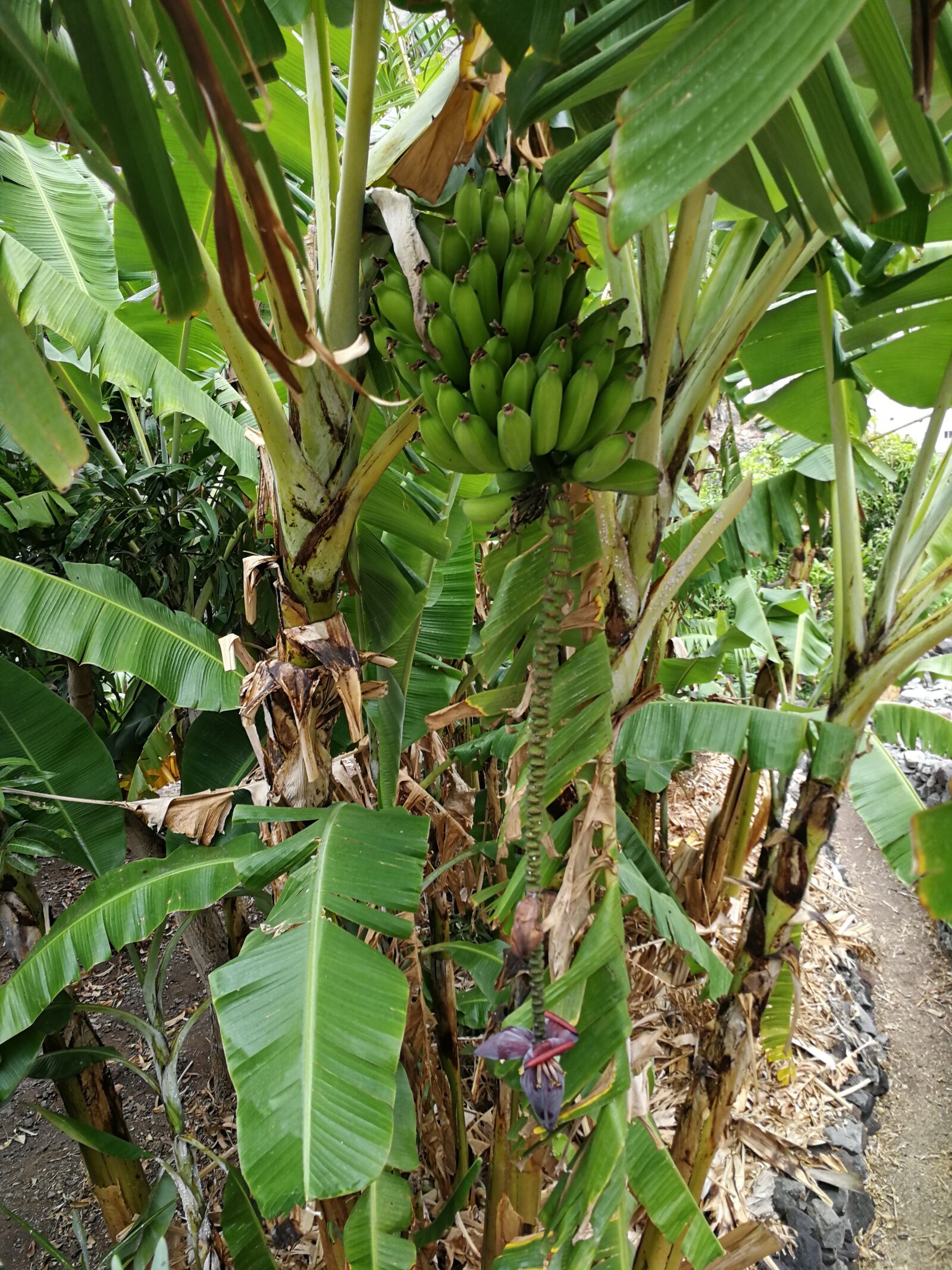 HUAWEI P10 sample photo. Banana, banana plant, banana photography