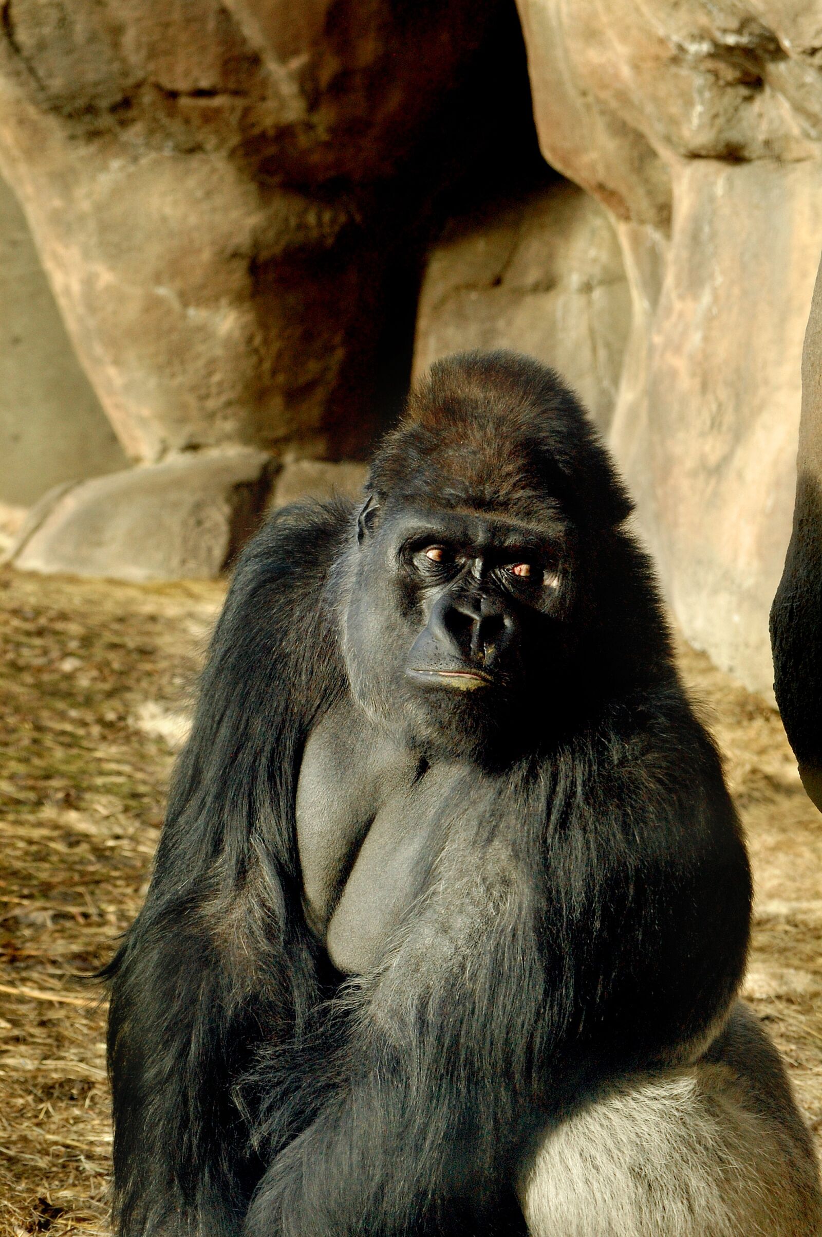 Nikon D40 sample photo. Zoo, gorilla, ape photography
