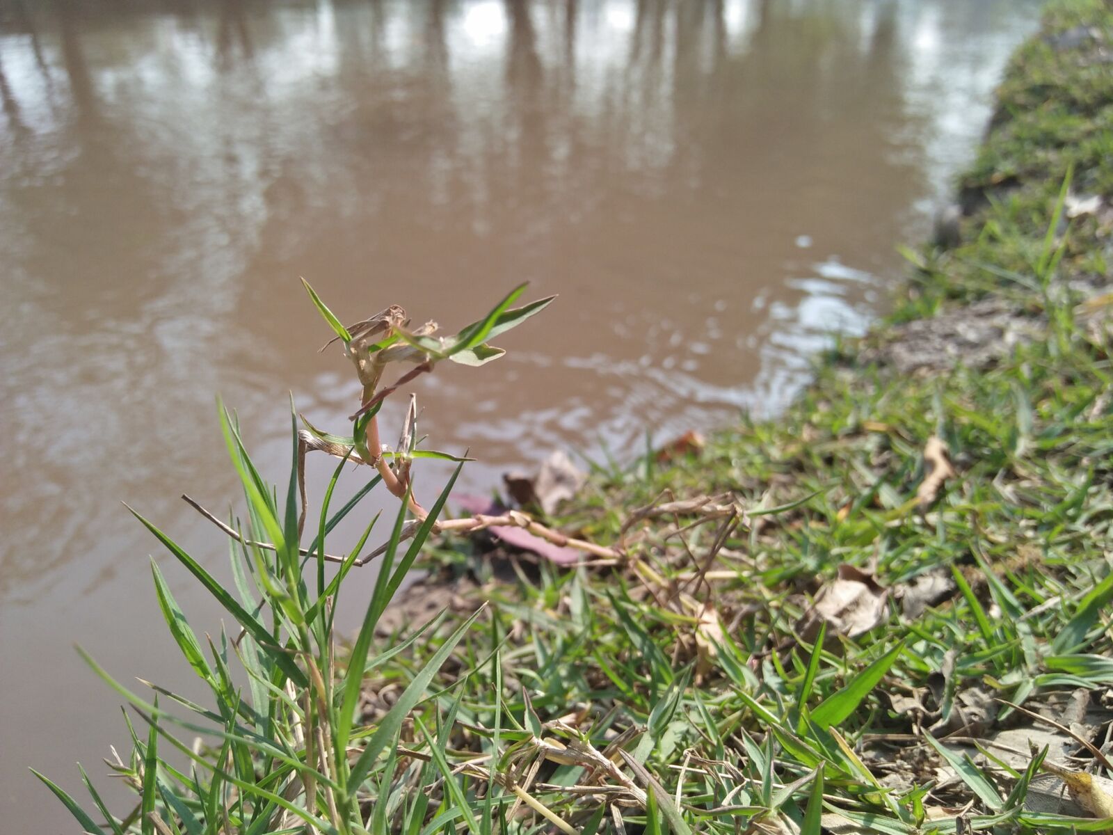 OPPO A37fw-International sample photo. Canal, petals, canal bank photography