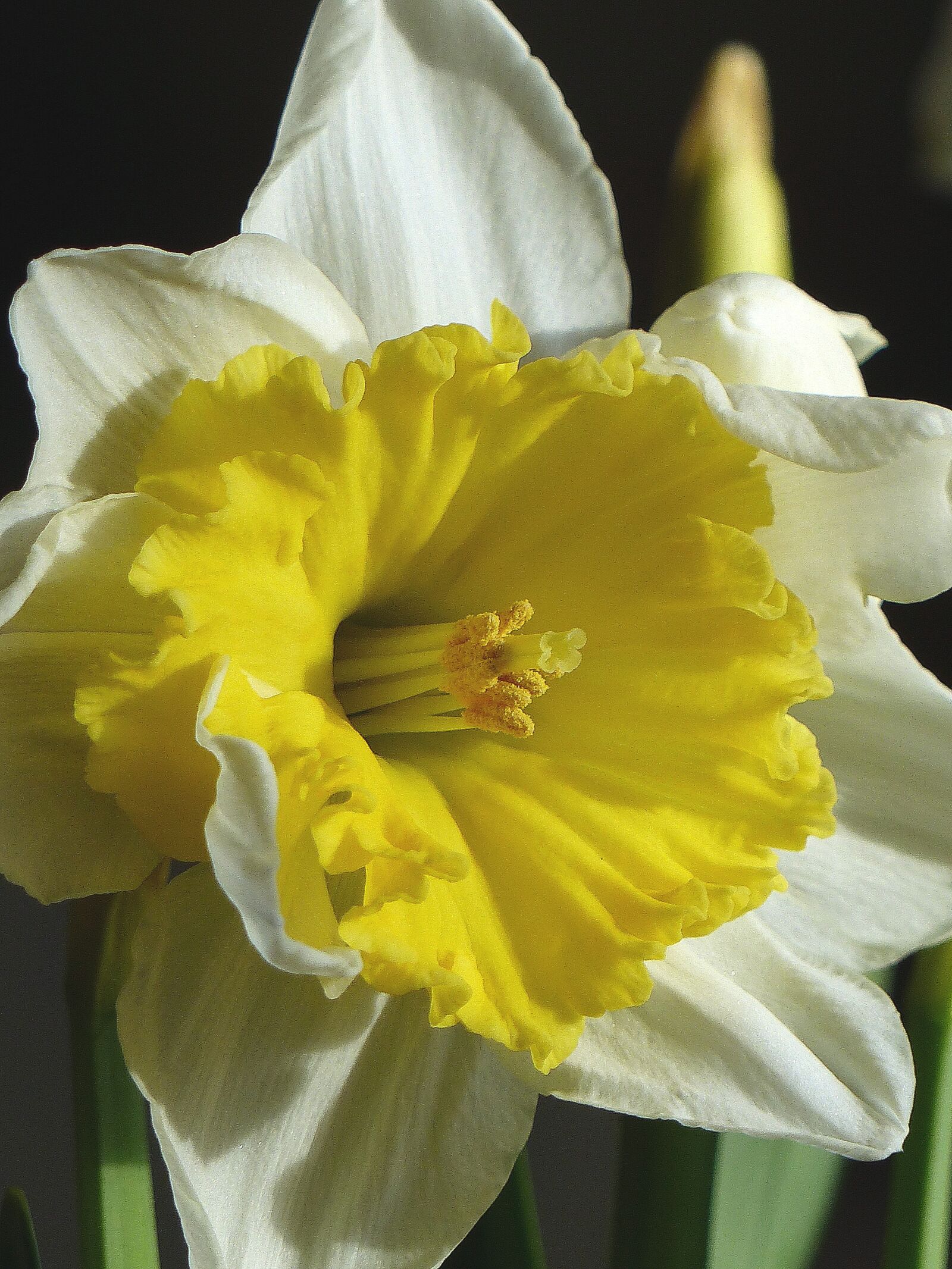 Panasonic Lumix DMC-FZ200 sample photo. Onion, flower, spring photography