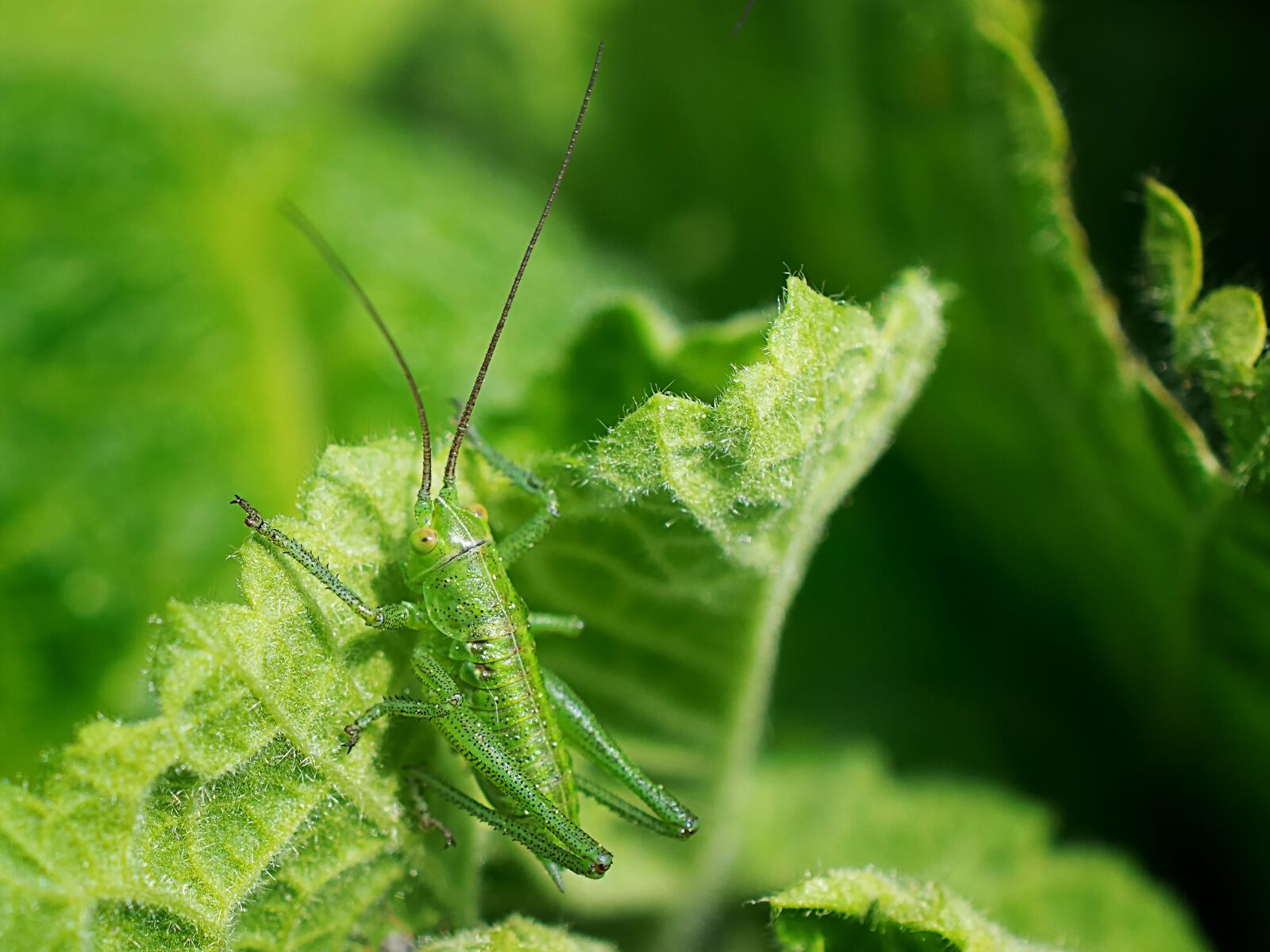 Nikon D3300 sample photo. Grasshopper, insect, nature photography