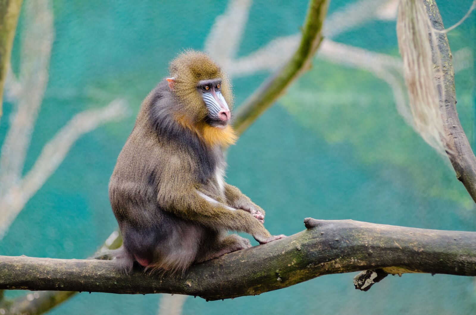 Nikon D7000 sample photo. Animal, branch, cute photography