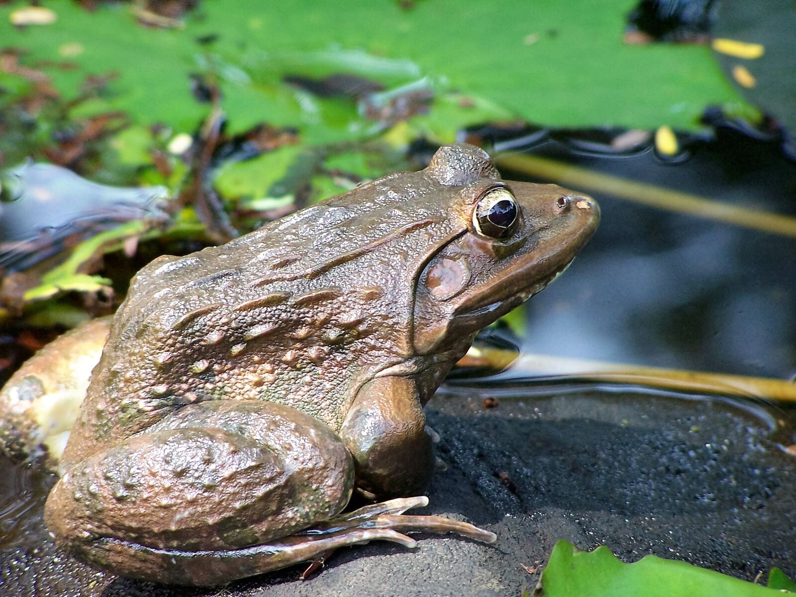 Kodak DX6490 ZOOM DIGITAL CAMERA sample photo. Animals, frog, nature photography