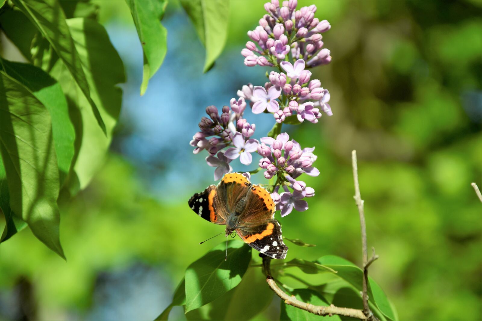 Nikon D7100 sample photo. Butterfly, closeup, antennas photography