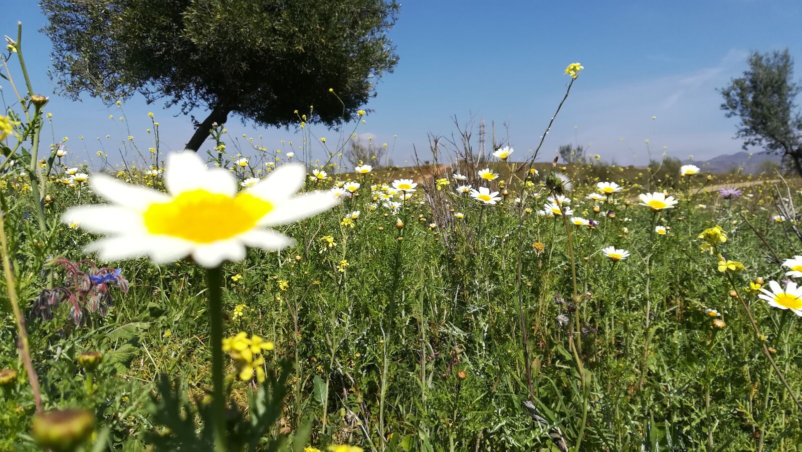 HUAWEI PRA-LX1 sample photo. Spring, summer, daisy photography