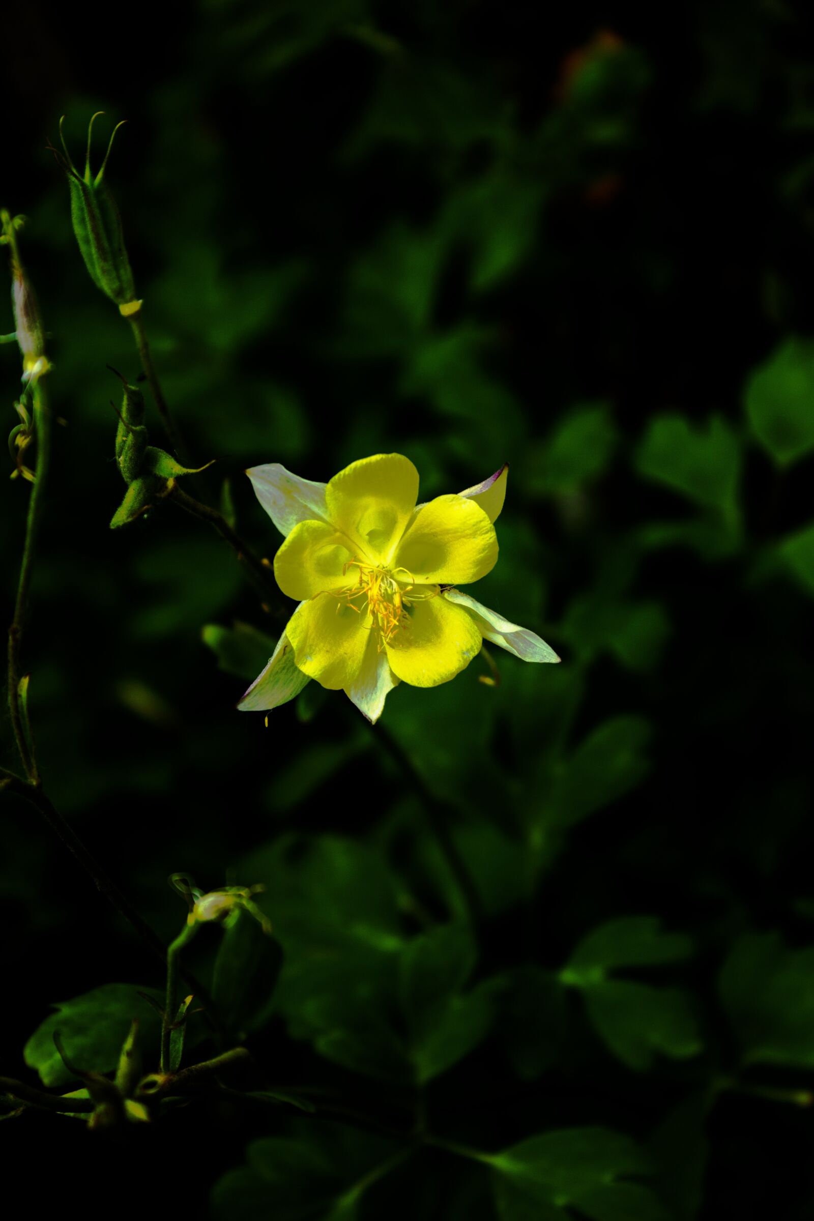 Canon EOS 600D (Rebel EOS T3i / EOS Kiss X5) sample photo. Summer, garden, flower photography