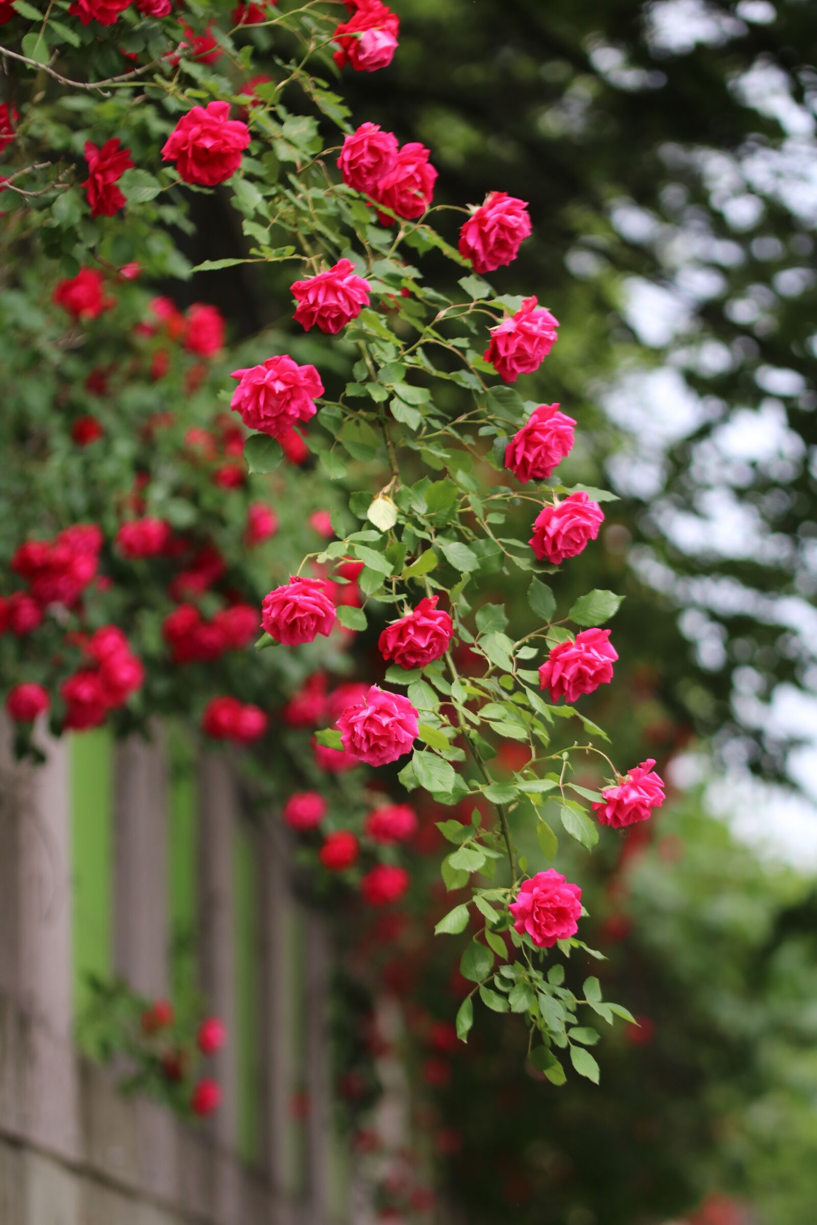 Canon EOS 750D (EOS Rebel T6i / EOS Kiss X8i) sample photo. Rose, rose vines, nature photography