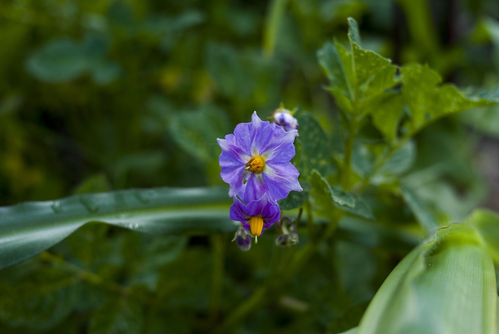 Nikon D60 sample photo. Nature, flower, plant photography