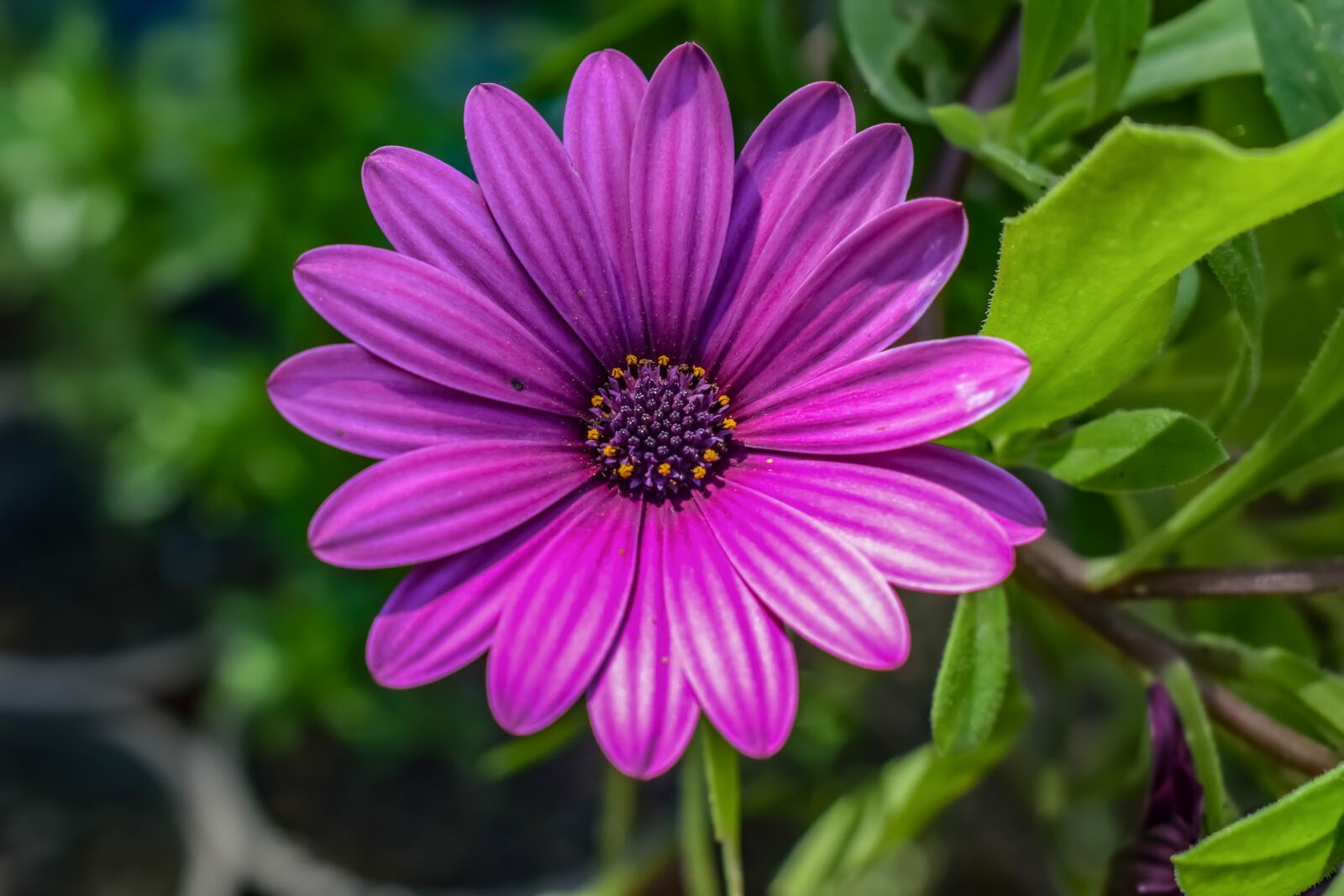 Nikon D3300 sample photo. African daisy, nature, flora photography