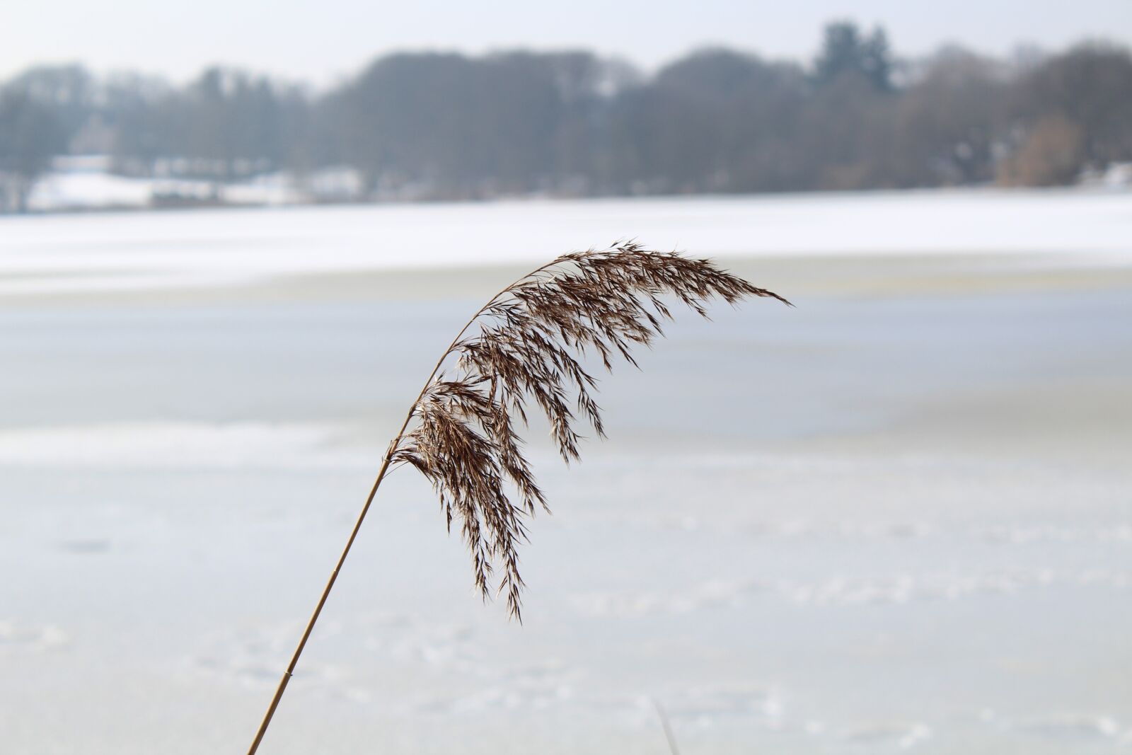 Canon EOS 1300D (EOS Rebel T6 / EOS Kiss X80) sample photo. Nature, winter, snow photography