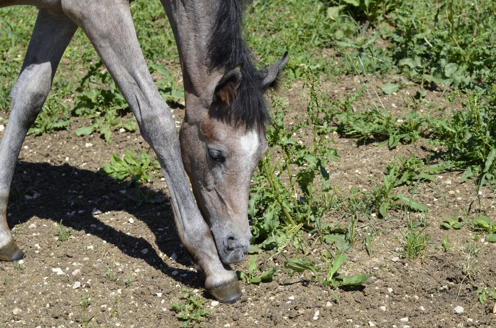 Nikon D5100 sample photo. Mare, whole blood, arabs photography