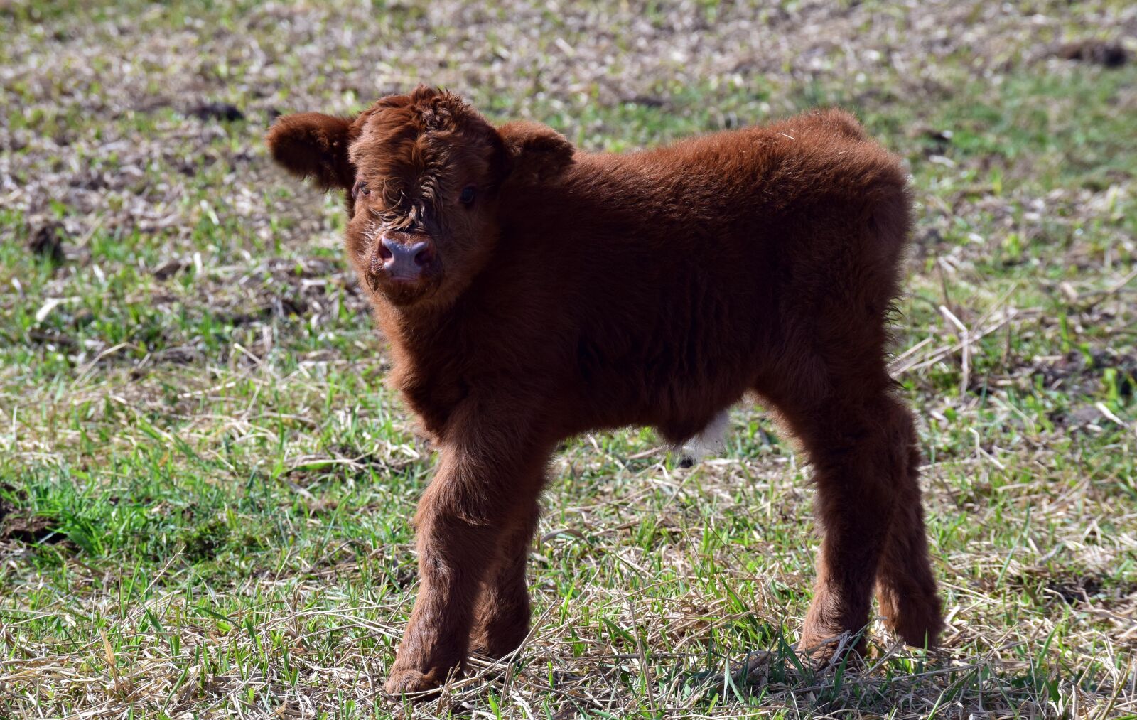 Nikon D3300 sample photo. Calf, brown, small photography