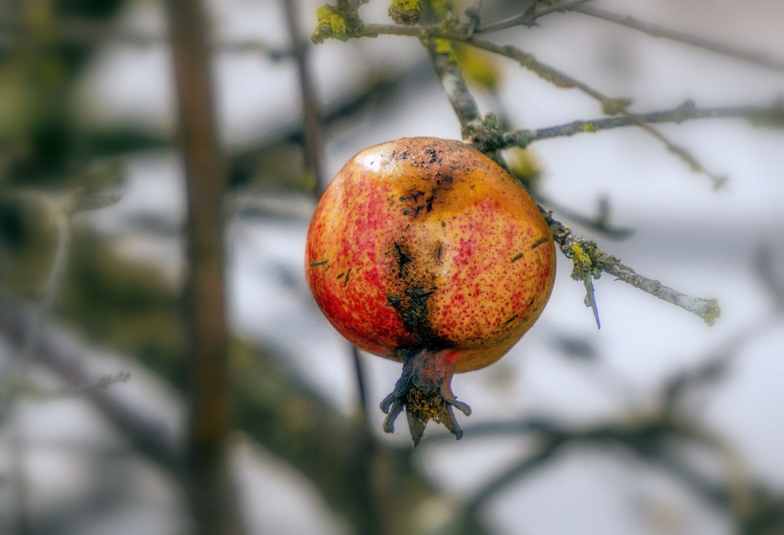 Sony E 55-210mm F4.5-6.3 OSS sample photo. Fruit, nature, food photography
