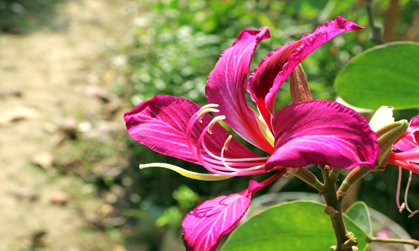 Canon EOS 60D sample photo. Flower, nature, love photography