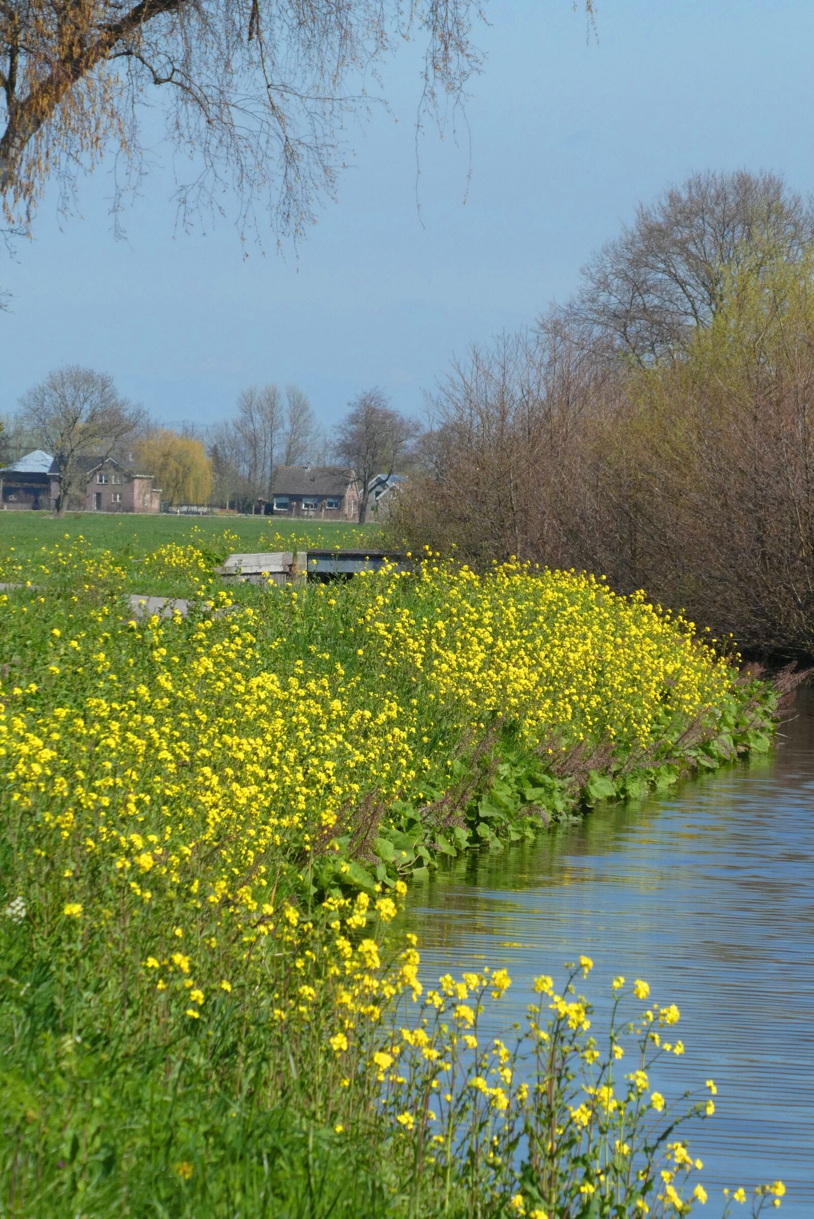 Panasonic Lumix DC-ZS70 (Lumix DC-TZ90) sample photo. Rapeseed, spring, ditch photography