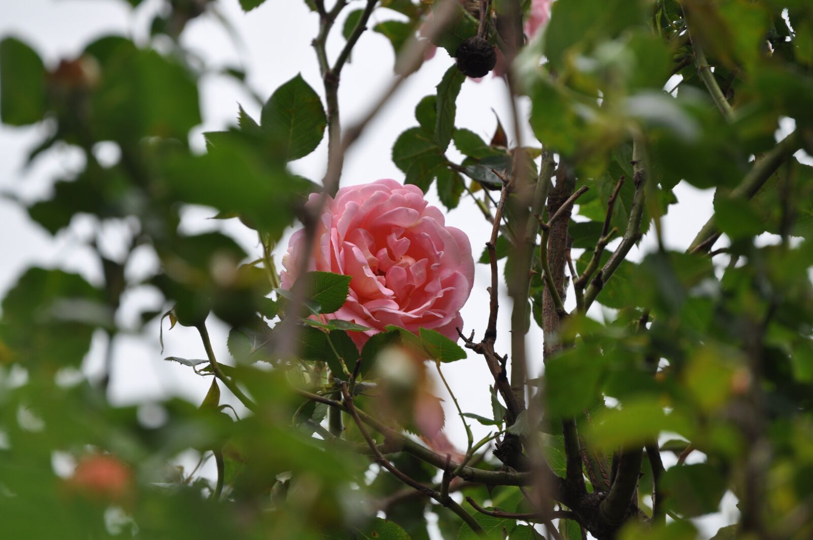 Nikon D5000 sample photo. Pink rose, flower, rose photography
