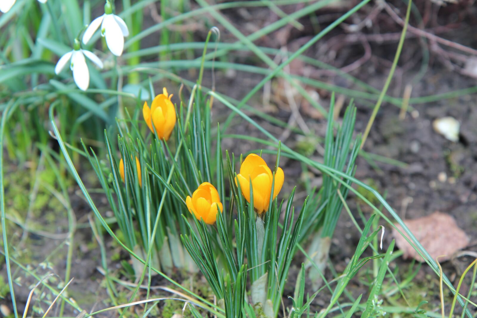 Canon EOS 600D (Rebel EOS T3i / EOS Kiss X5) sample photo. Crocus, crocus yellow, flower photography