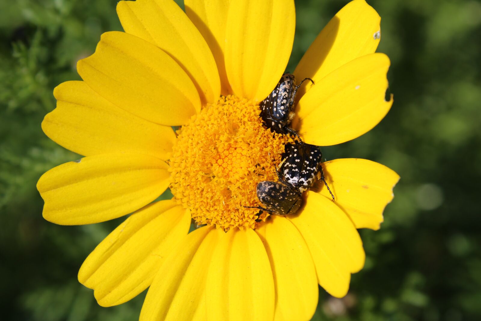 Canon EOS 1200D (EOS Rebel T5 / EOS Kiss X70 / EOS Hi) sample photo. Yellow flower, small bugs photography