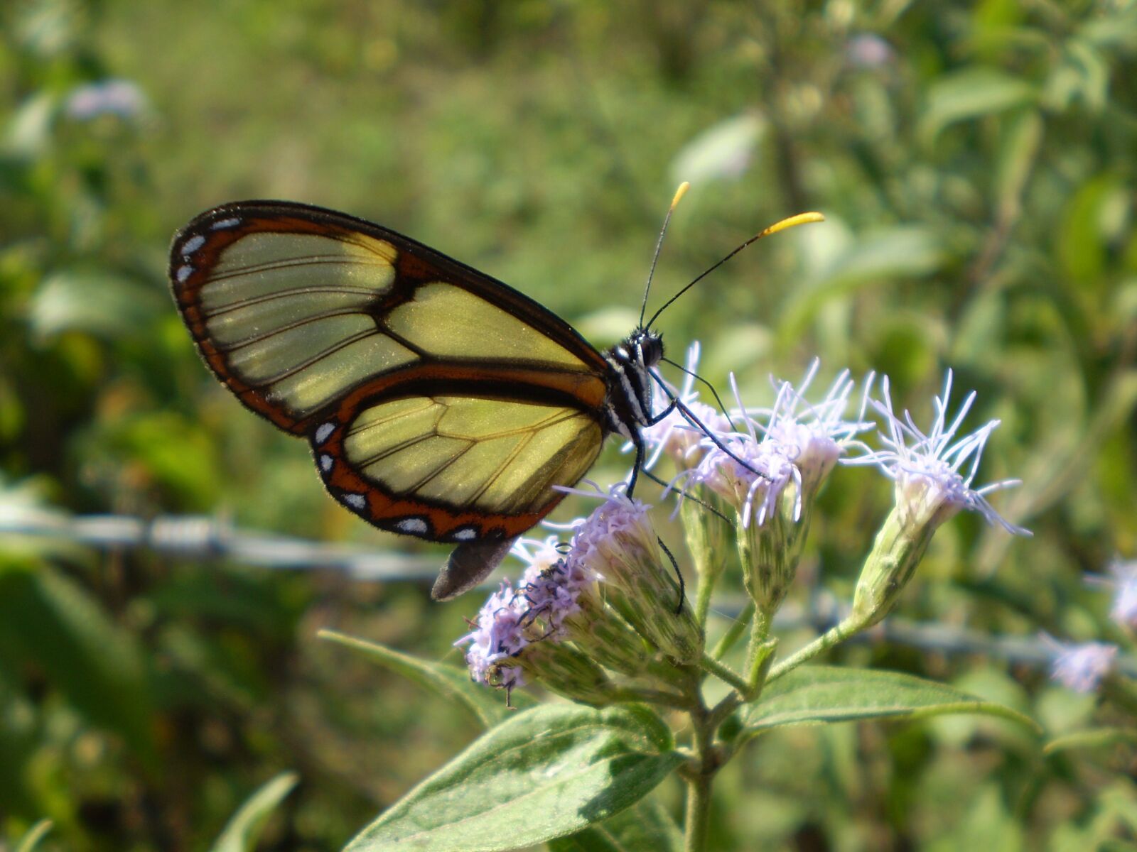 Olympus FE210,X775 sample photo. Butterfly, of cristal, wings photography