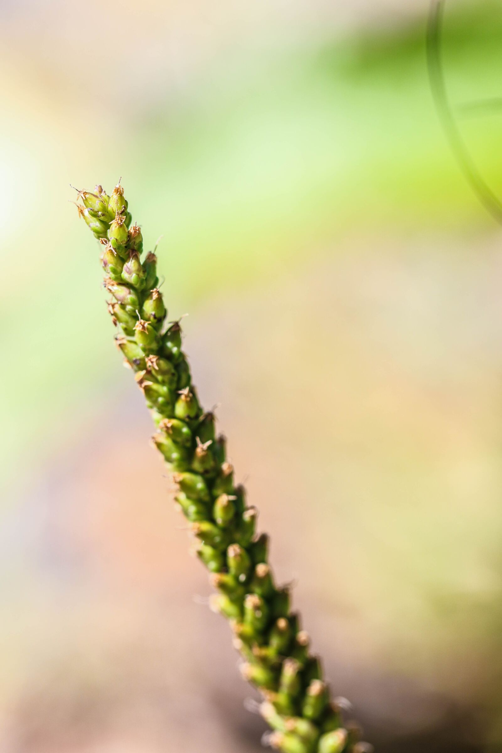 Canon EOS 7D Mark II sample photo. Summer flower, plant, growth photography