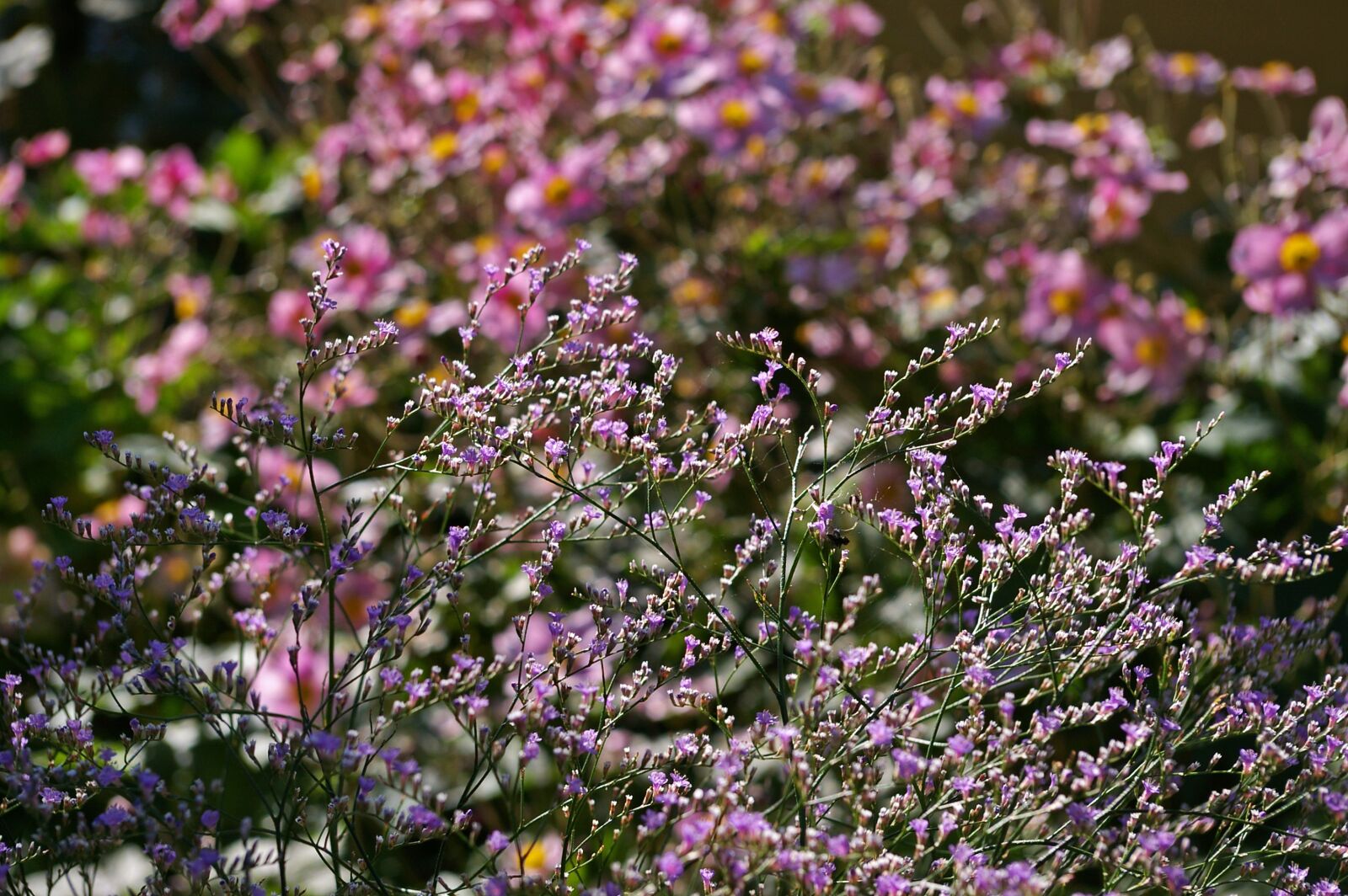 Pentax *ist DL2 sample photo. Annemone, herbstannemone, background photography