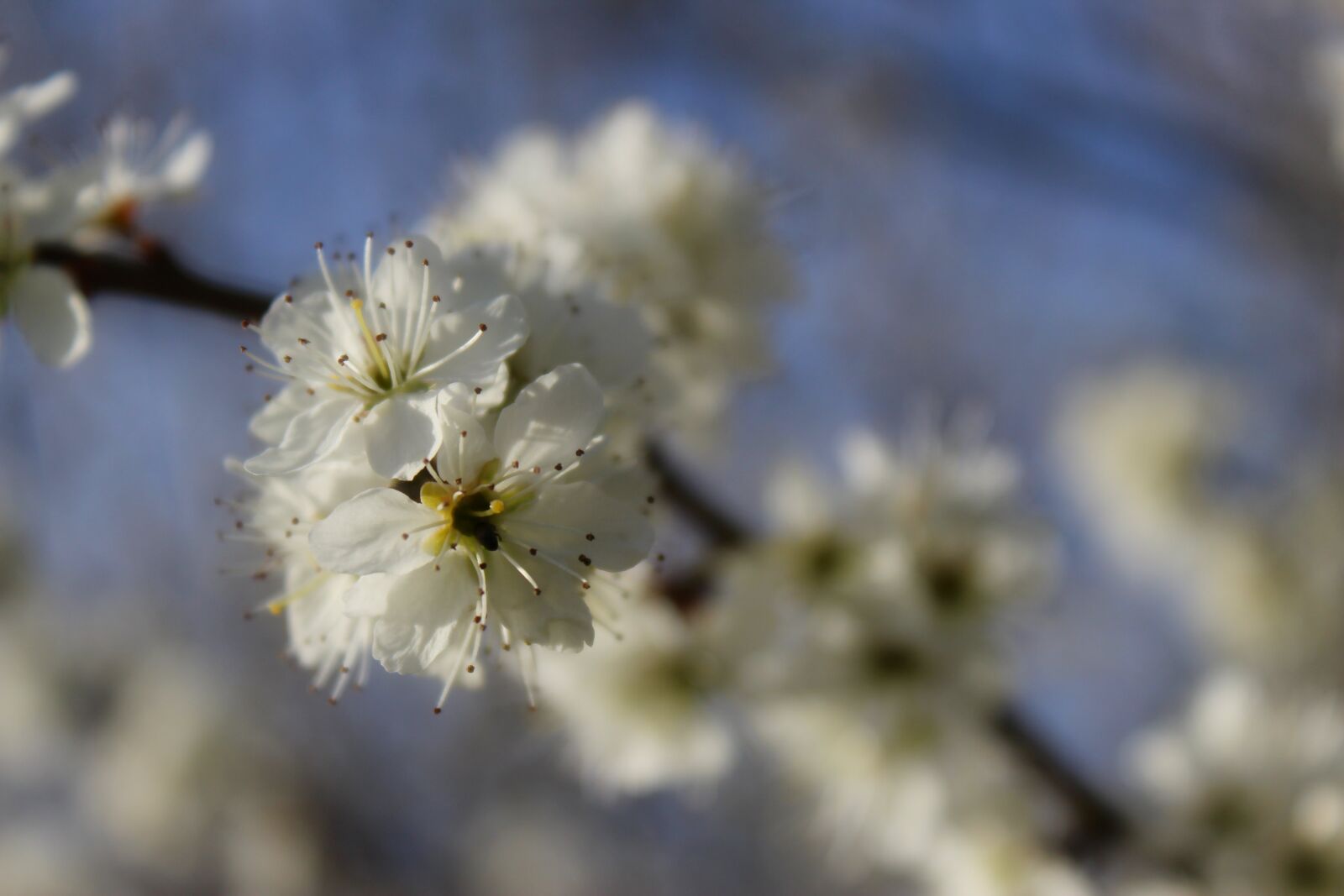 Canon EOS 1300D (EOS Rebel T6 / EOS Kiss X80) sample photo. Blossom, bloom, white photography