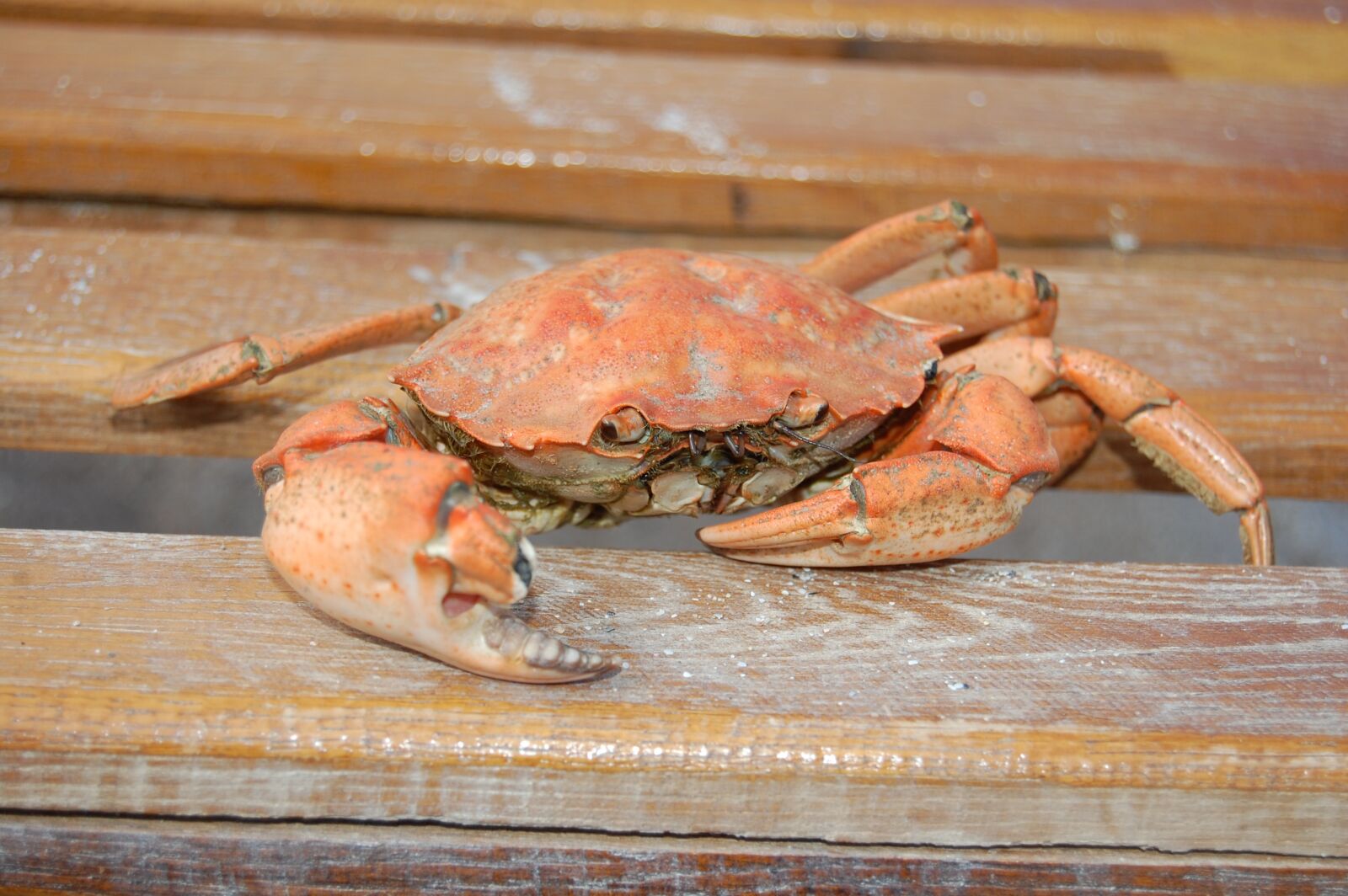Nikon D40 sample photo. Crab, boiled crab, red photography