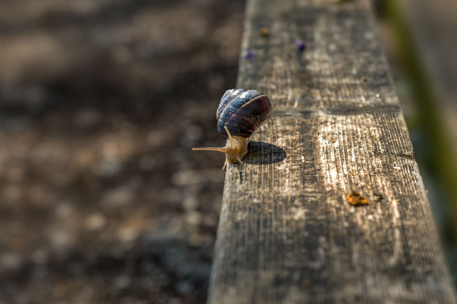 Tamron SP 24-70mm F2.8 Di VC USD sample photo. Snail, spring, nature photography