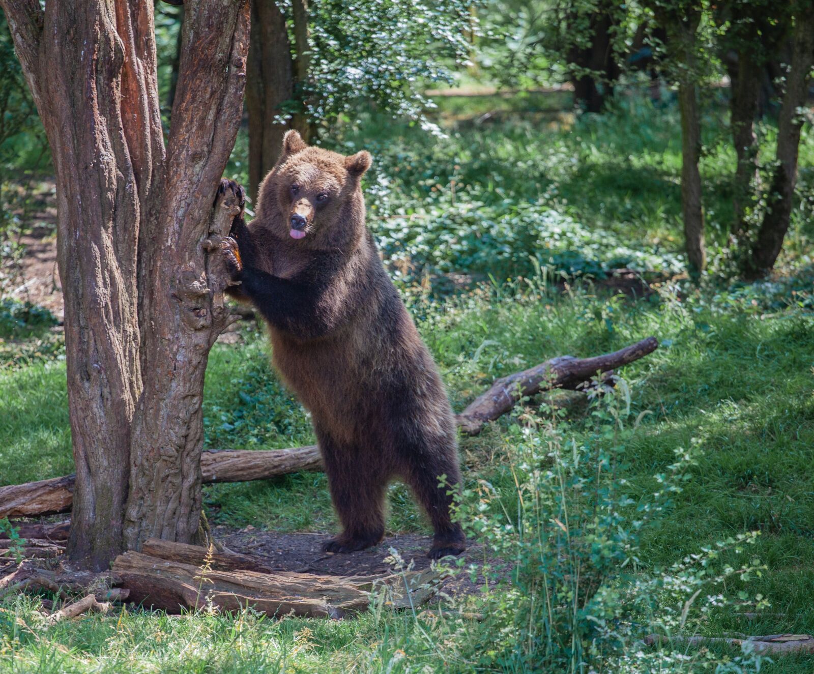 Canon EF 70-200mm F4L USM sample photo. Brown bear in a photography