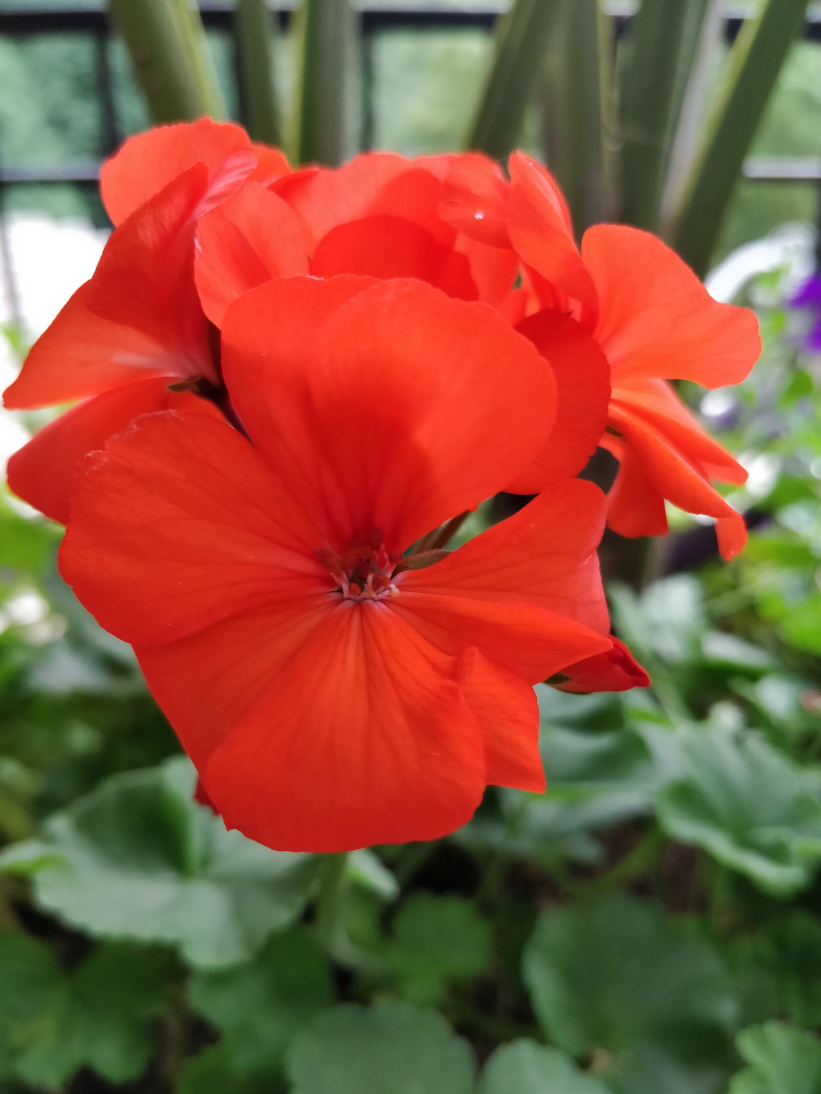 OnePlus 5 sample photo. Flower, orange, nature photography
