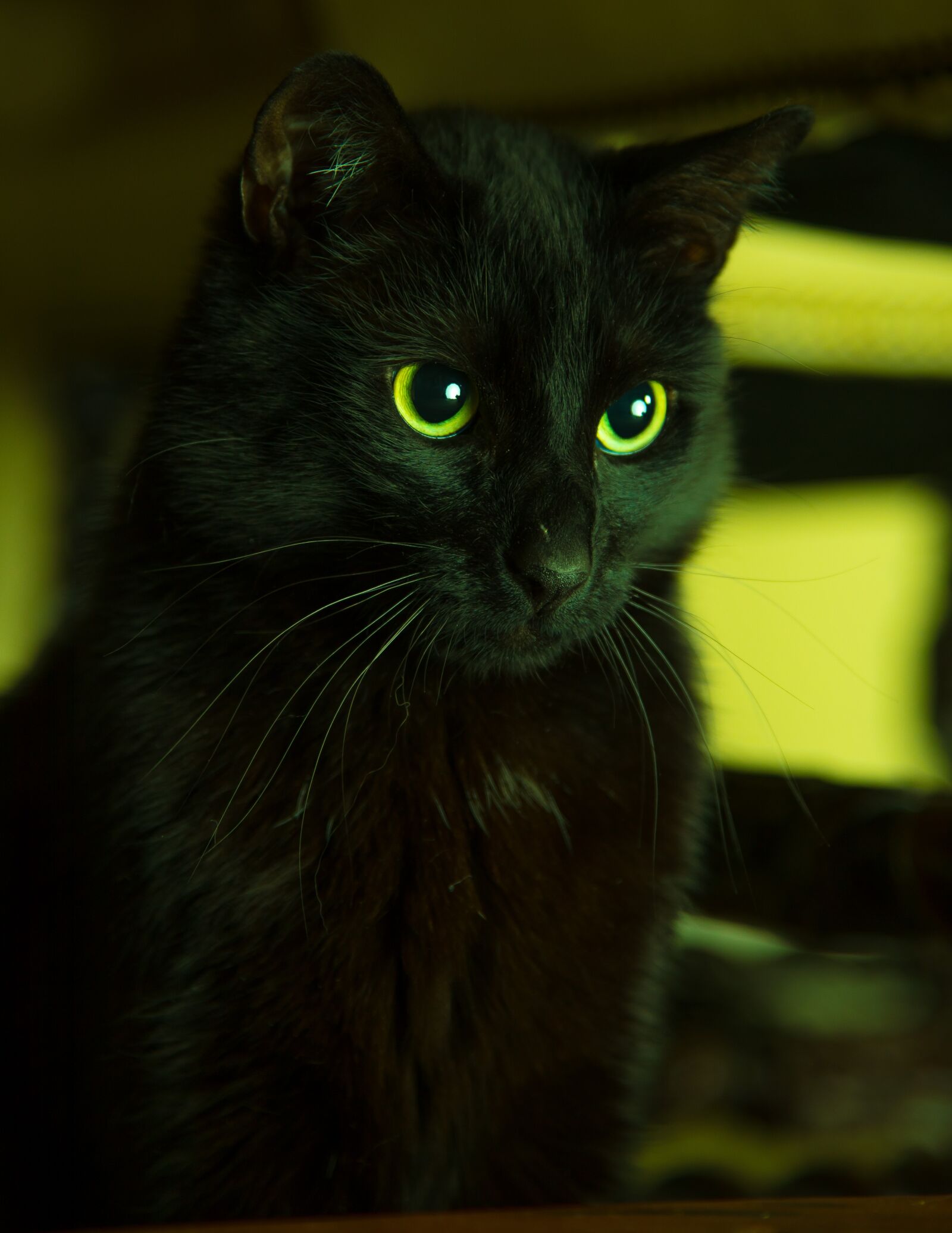 Nikon D750 sample photo. Cat, black, pet photography