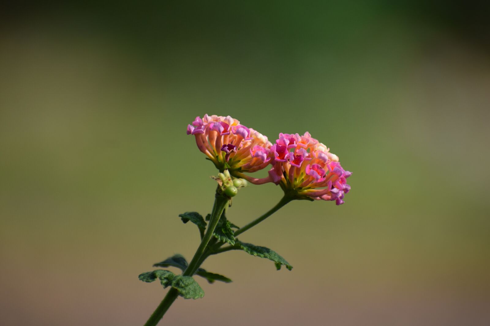 Nikon D3300 sample photo. Wildflower, colorful, nature photography