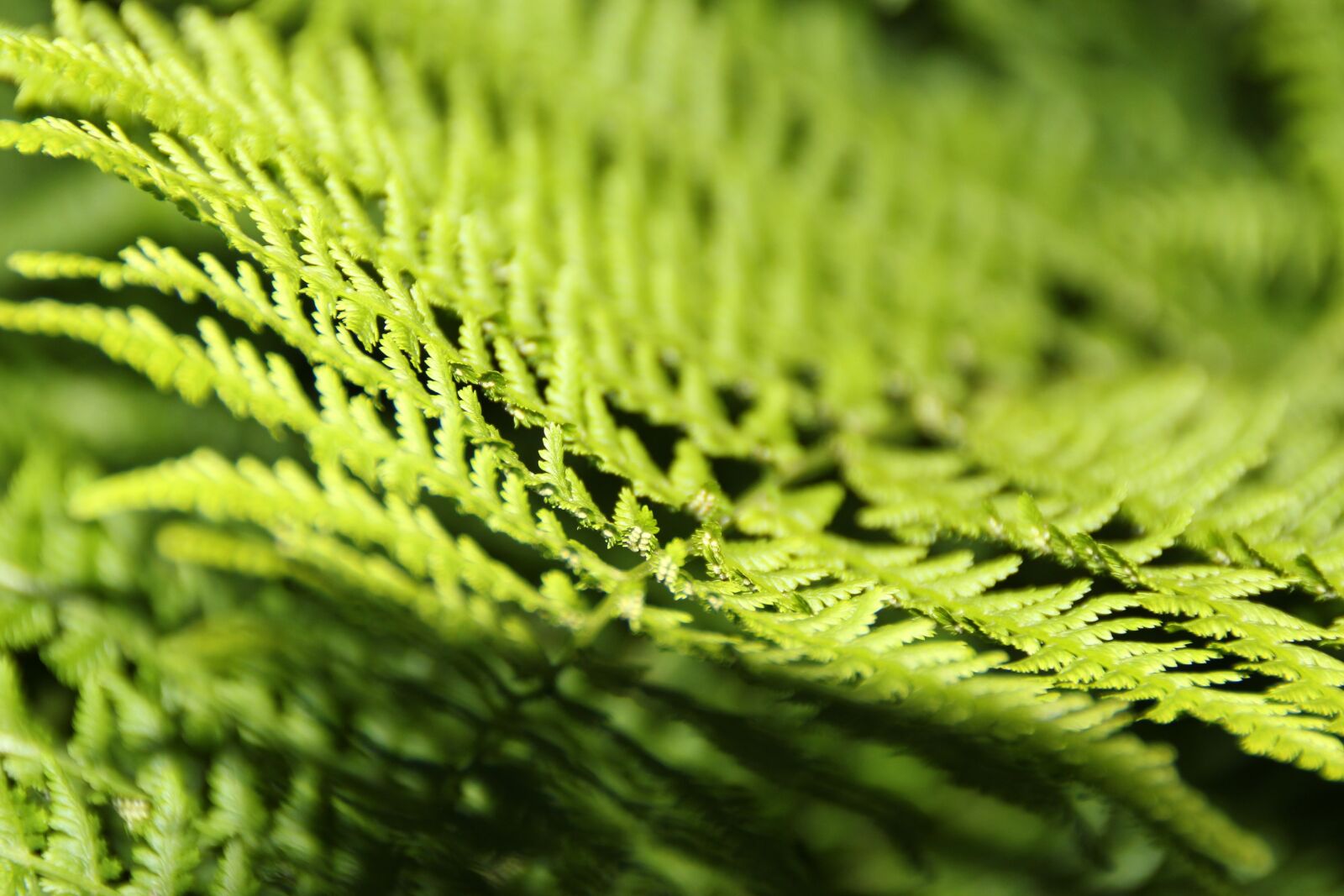 Canon EOS 700D (EOS Rebel T5i / EOS Kiss X7i) sample photo. Fern, bracken, nature photography