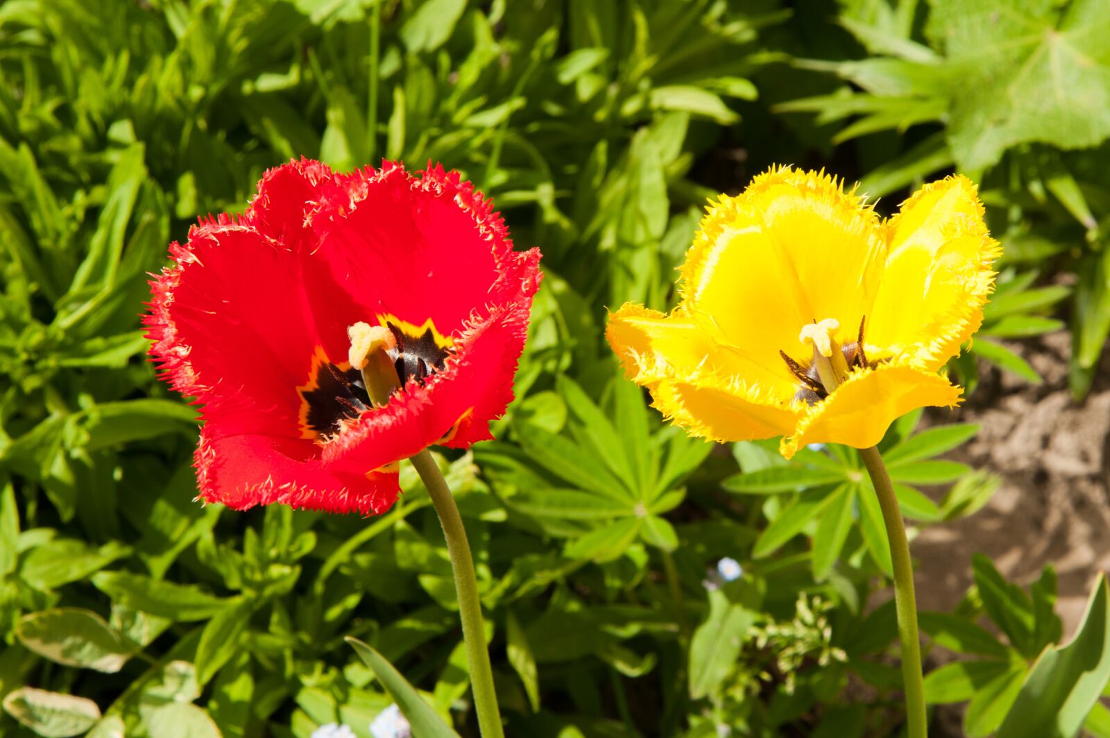 Nikon D300S sample photo. Tulips, tulip, flowers photography