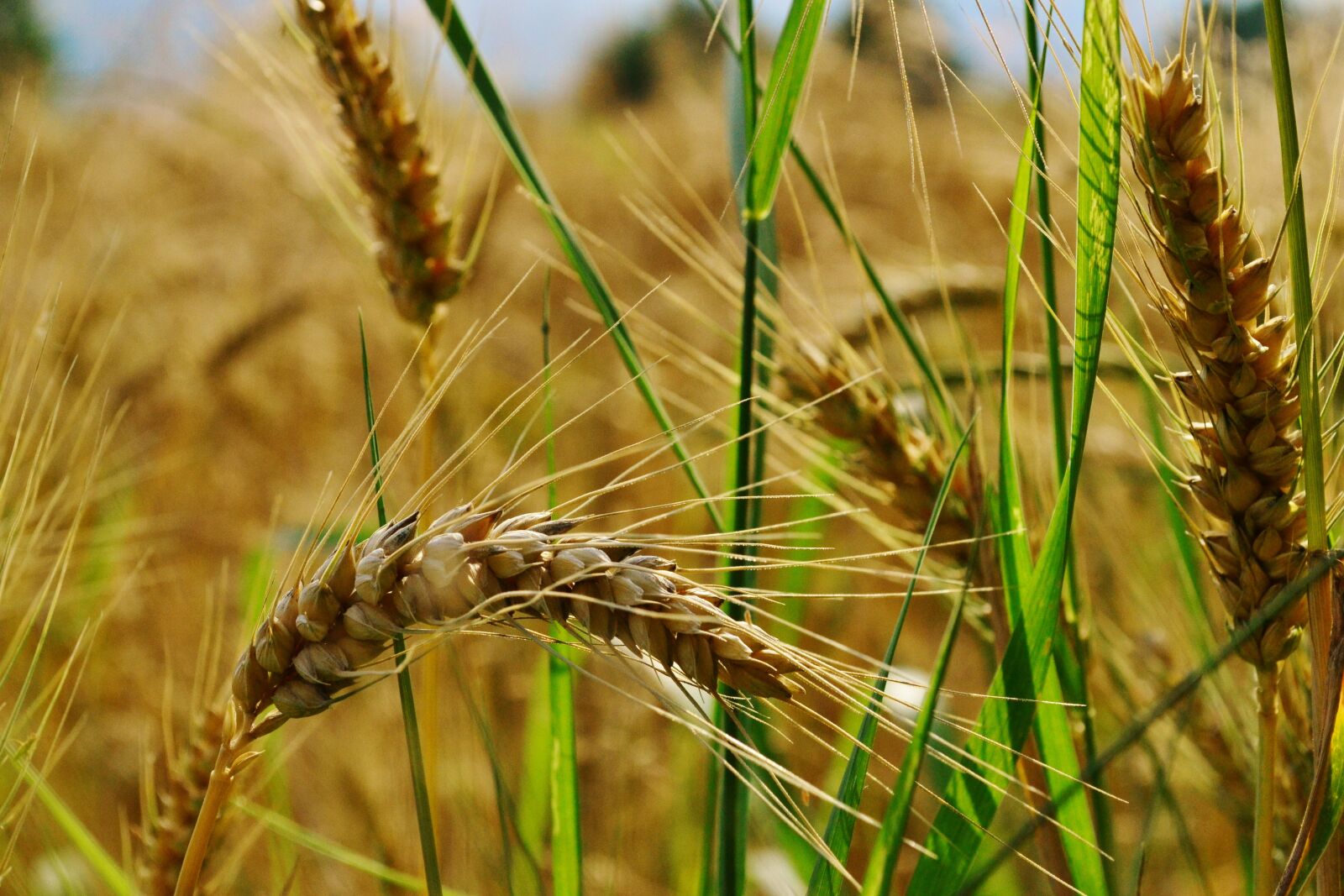 Nikon D3100 sample photo. Wheat, agriculture, field photography