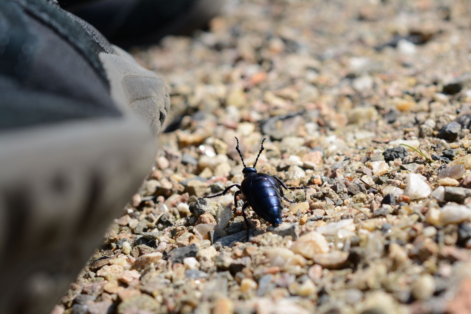 Nikon D5200 sample photo. Beetle, insect, close up photography