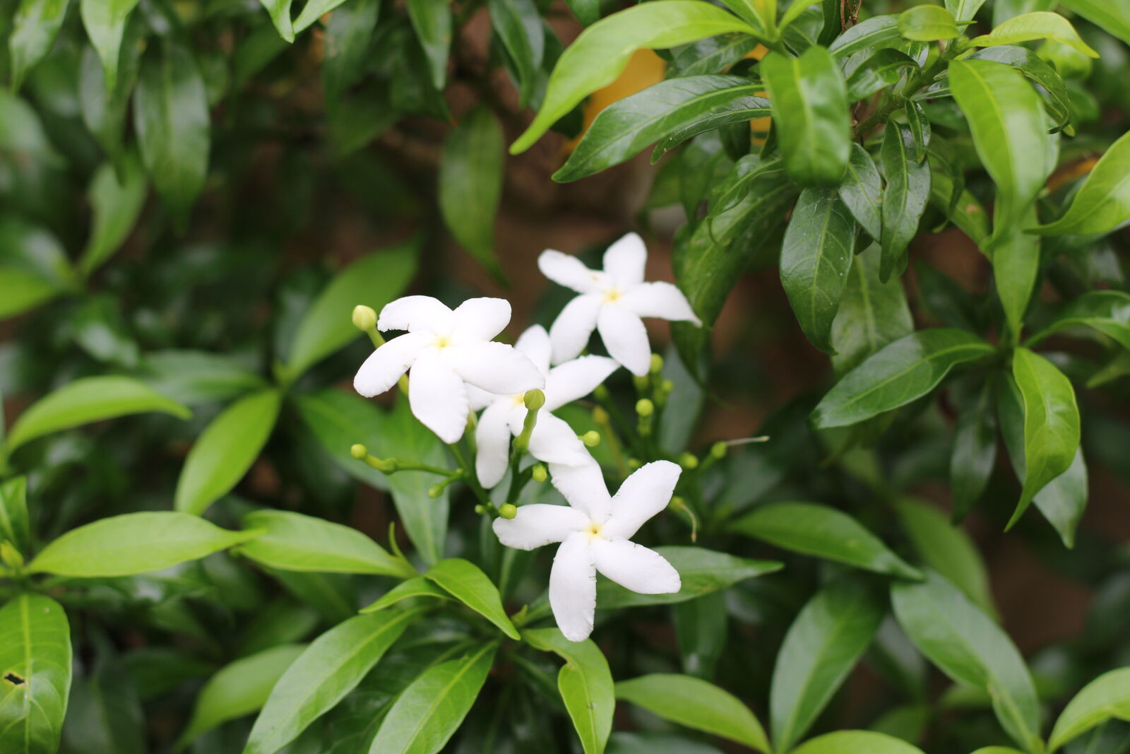 Canon EOS 70D + Canon EF 50mm F1.8 STM sample photo. Flower4_70d photography