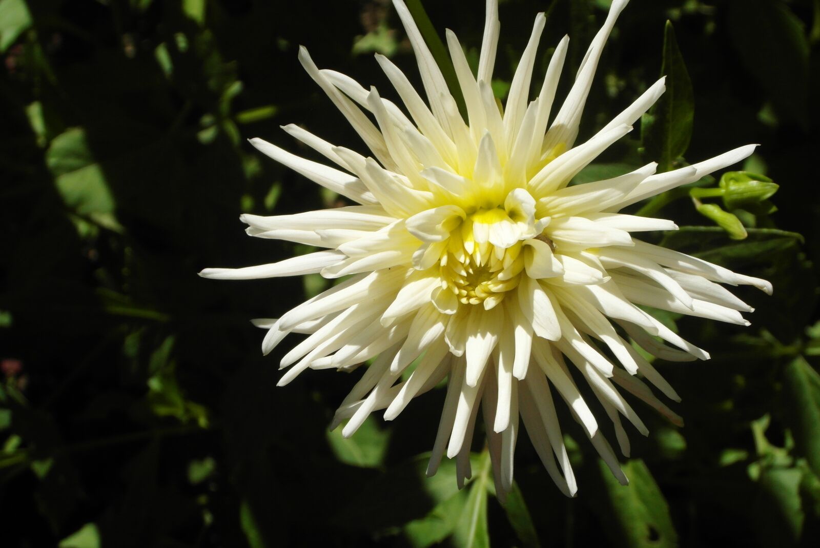 Samsung WB750 sample photo. Dalia, flower, garden photography