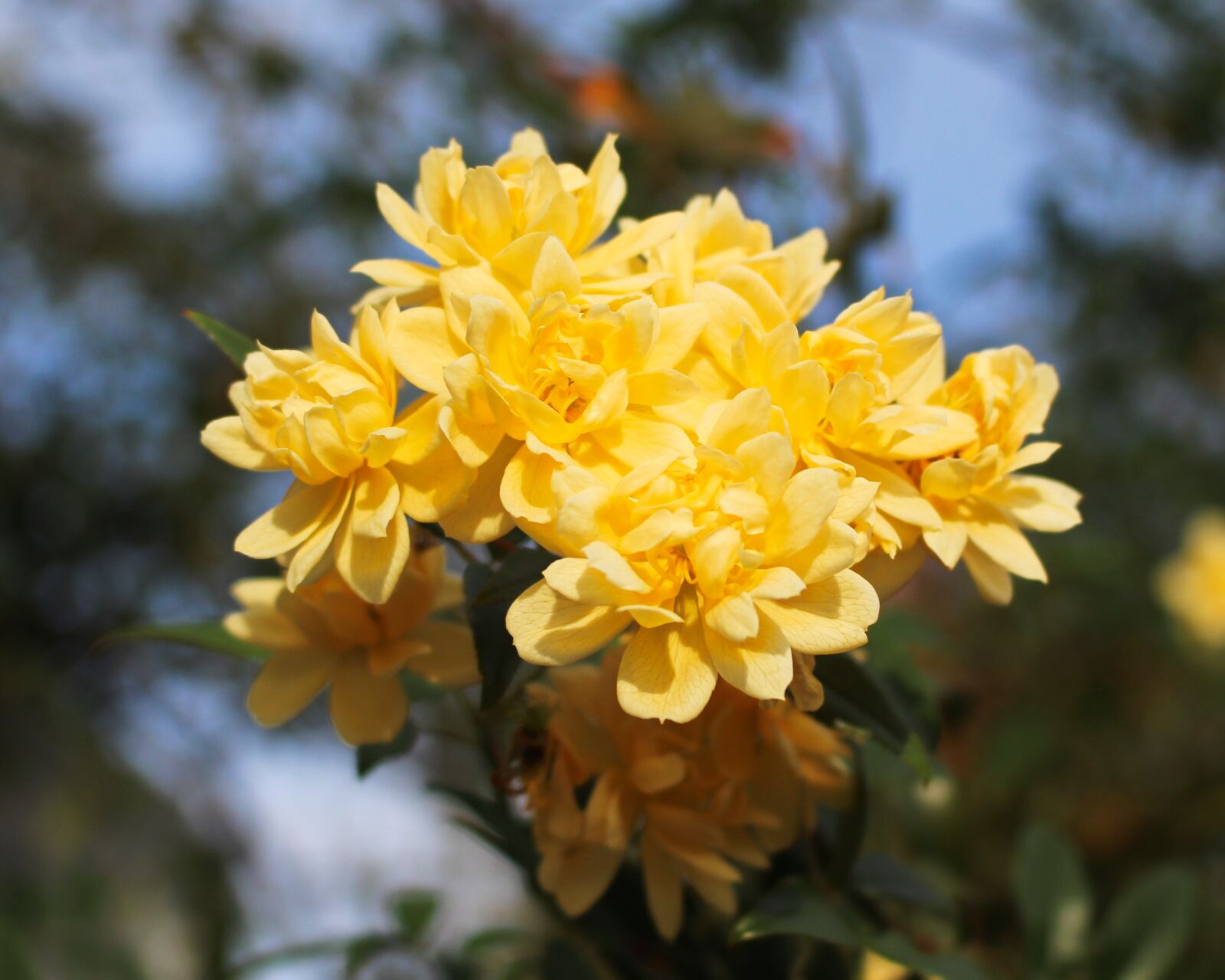 Canon EOS 700D (EOS Rebel T5i / EOS Kiss X7i) sample photo. Climbing rose, rose blossoms photography