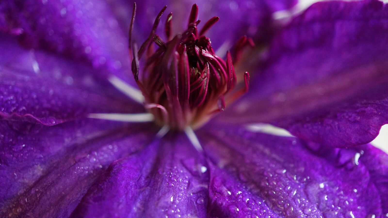 Sony a6000 + Sony E 30mm F3.5 Macro sample photo. Clematis, flower, purple photography
