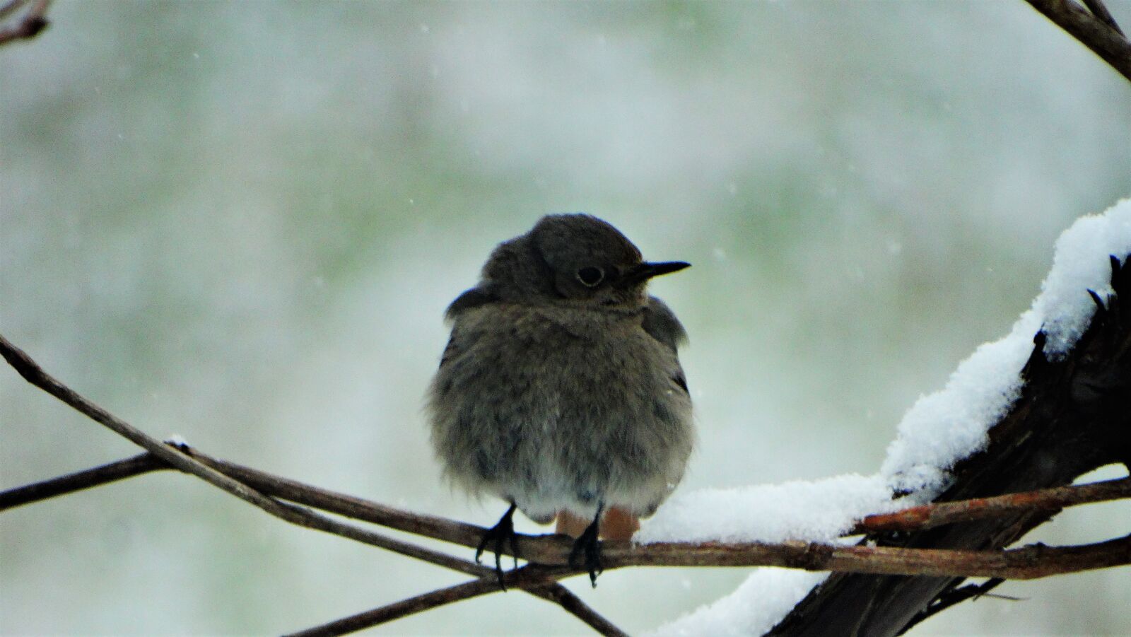 Sony Cyber-shot DSC-HX300 sample photo. Bird, red tailed, winter photography