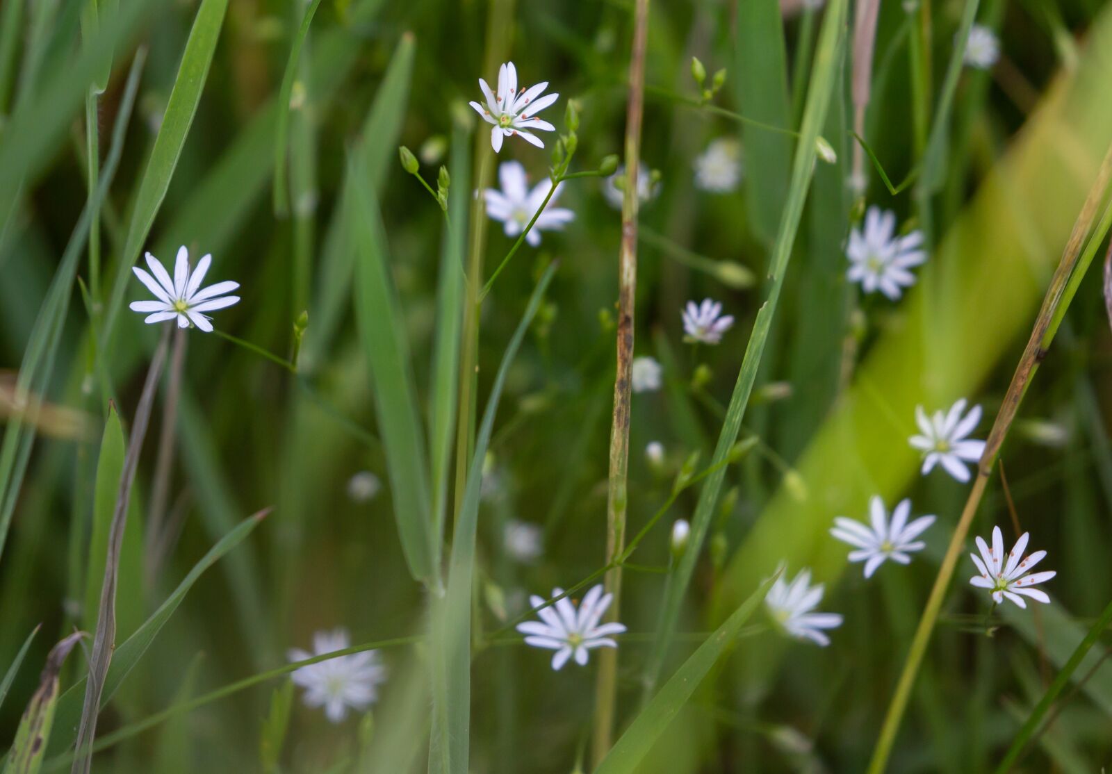 Canon EOS 5D Mark III sample photo. Lesser stitchwort, stellaria graminea photography