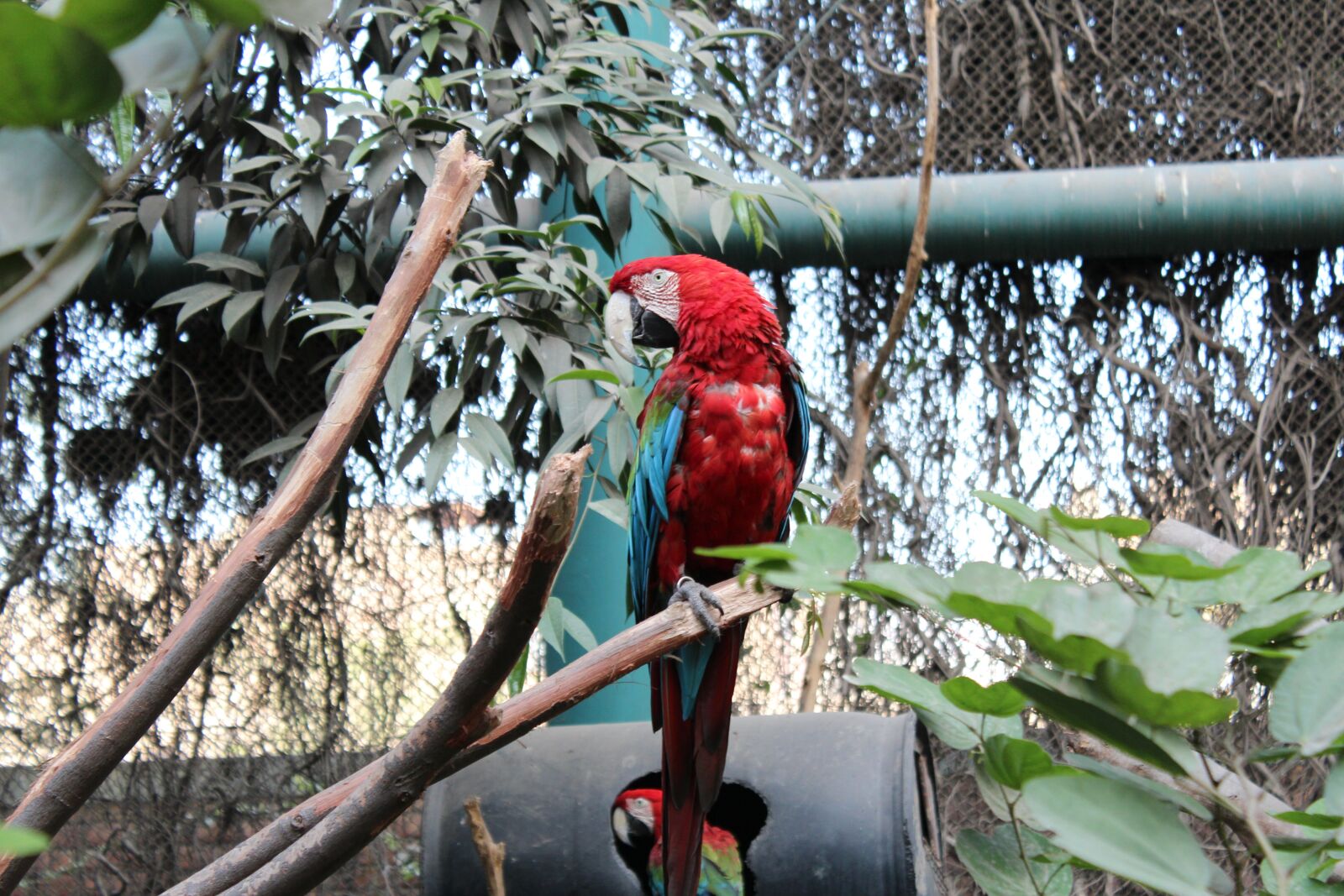 Canon EOS 600D (Rebel EOS T3i / EOS Kiss X5) sample photo. Parrot, bird, zoo photography