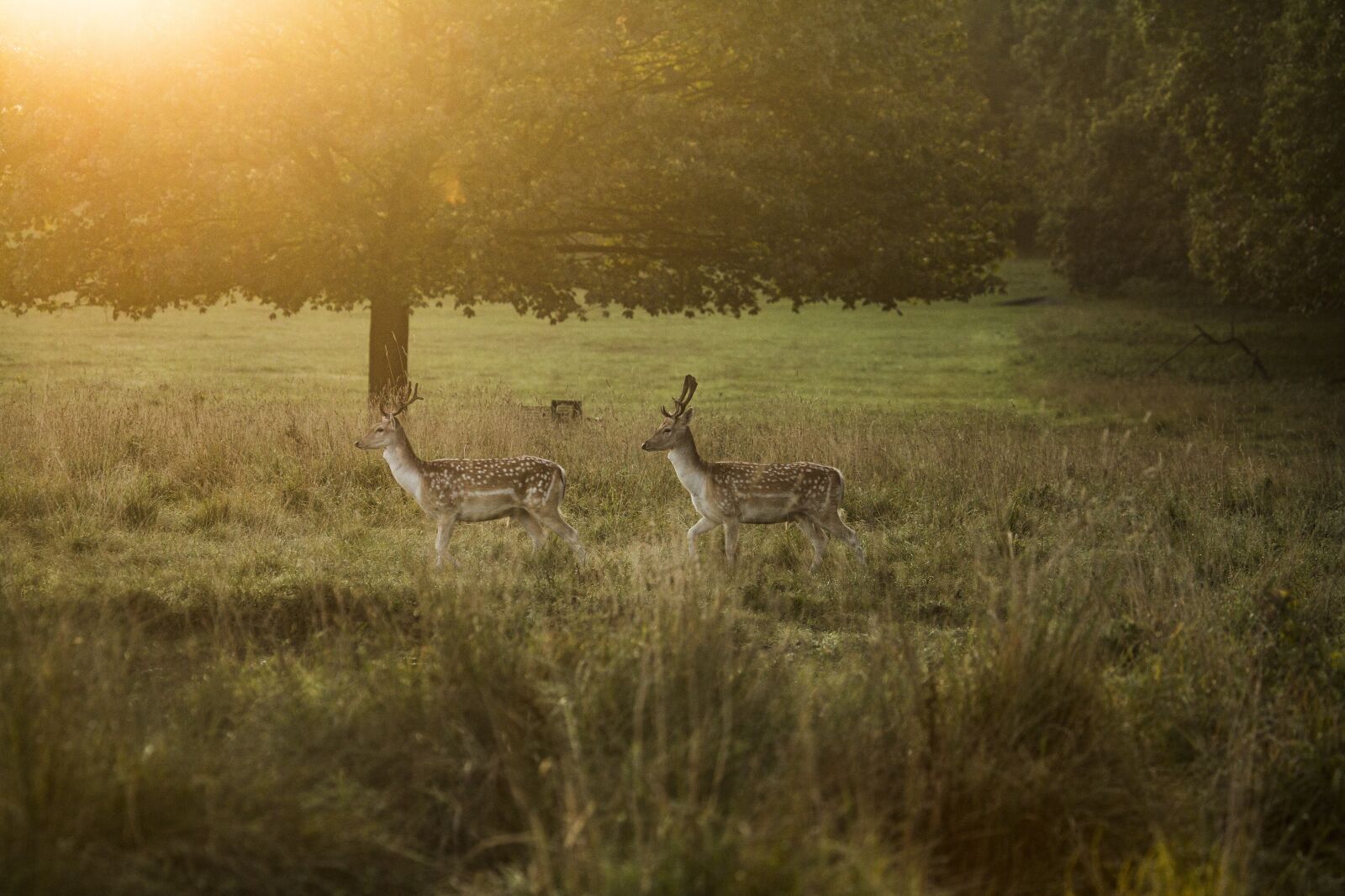 Canon EF 100-400mm F4.5-5.6L IS USM sample photo. Deer, fallow deer, morning photography