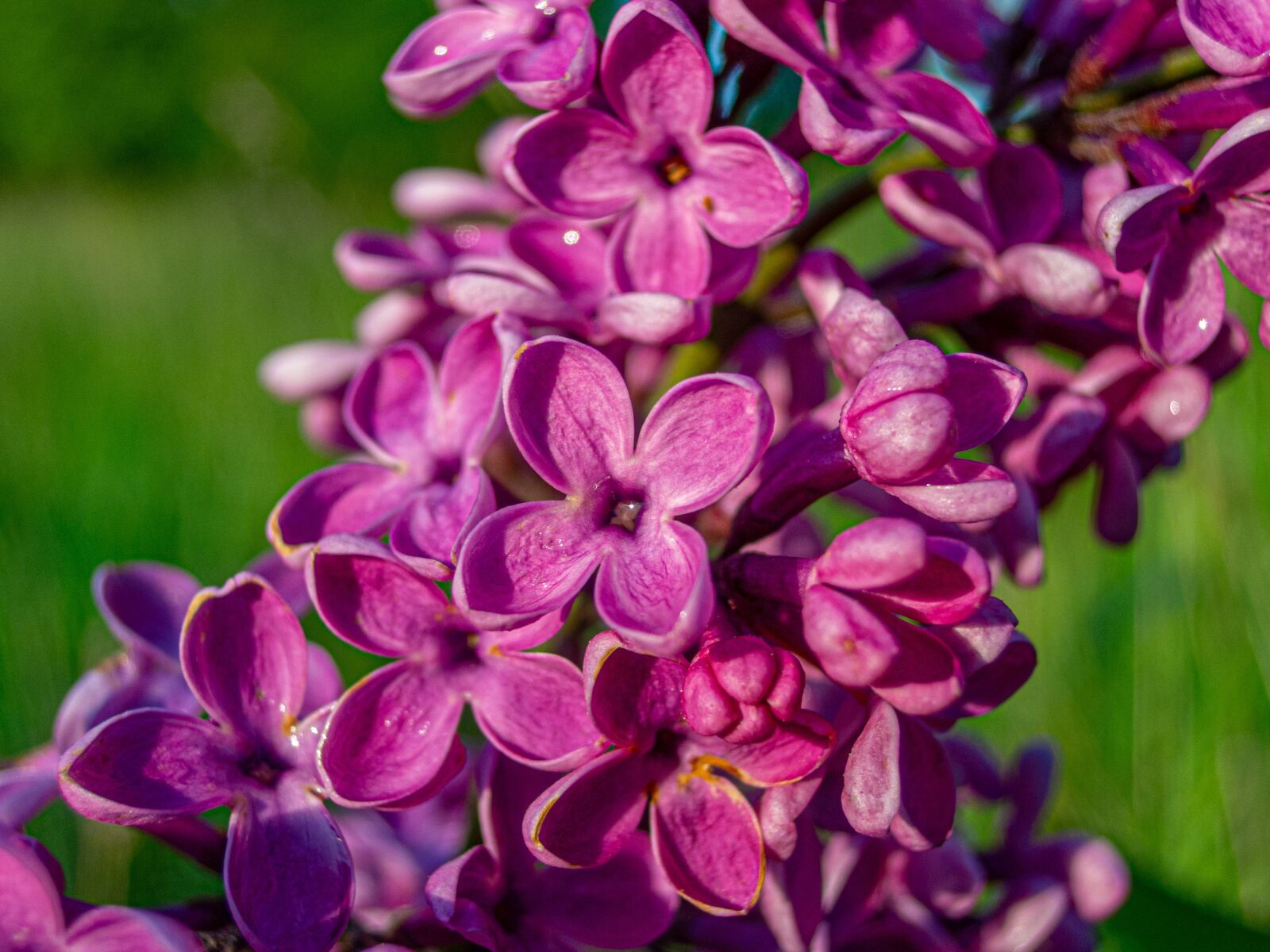 Nikon Coolpix P340 sample photo. Lilac, purple, flowers photography