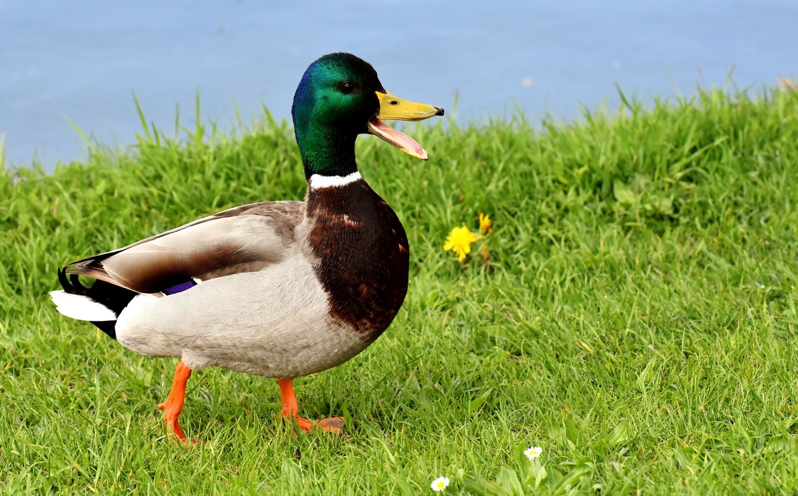 Nikon D7200 sample photo. Mallard, males, bread photography