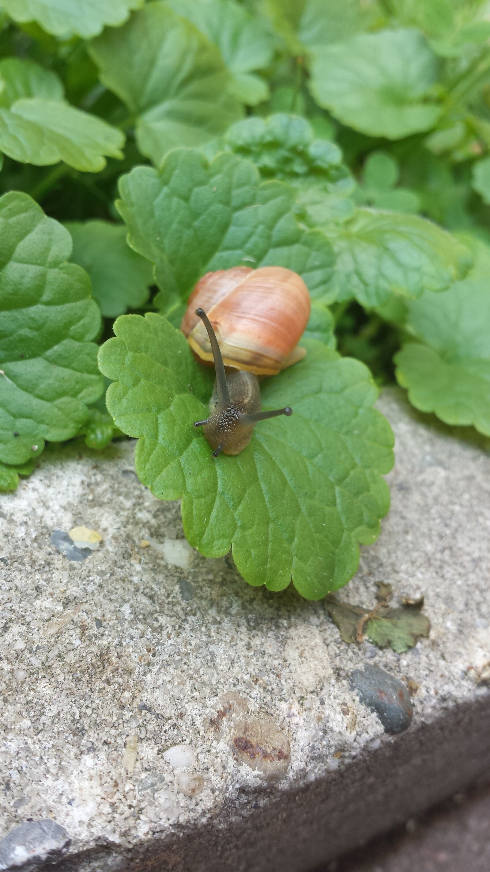 Samsung Galaxy S4 sample photo. Snail, animal, leaves photography