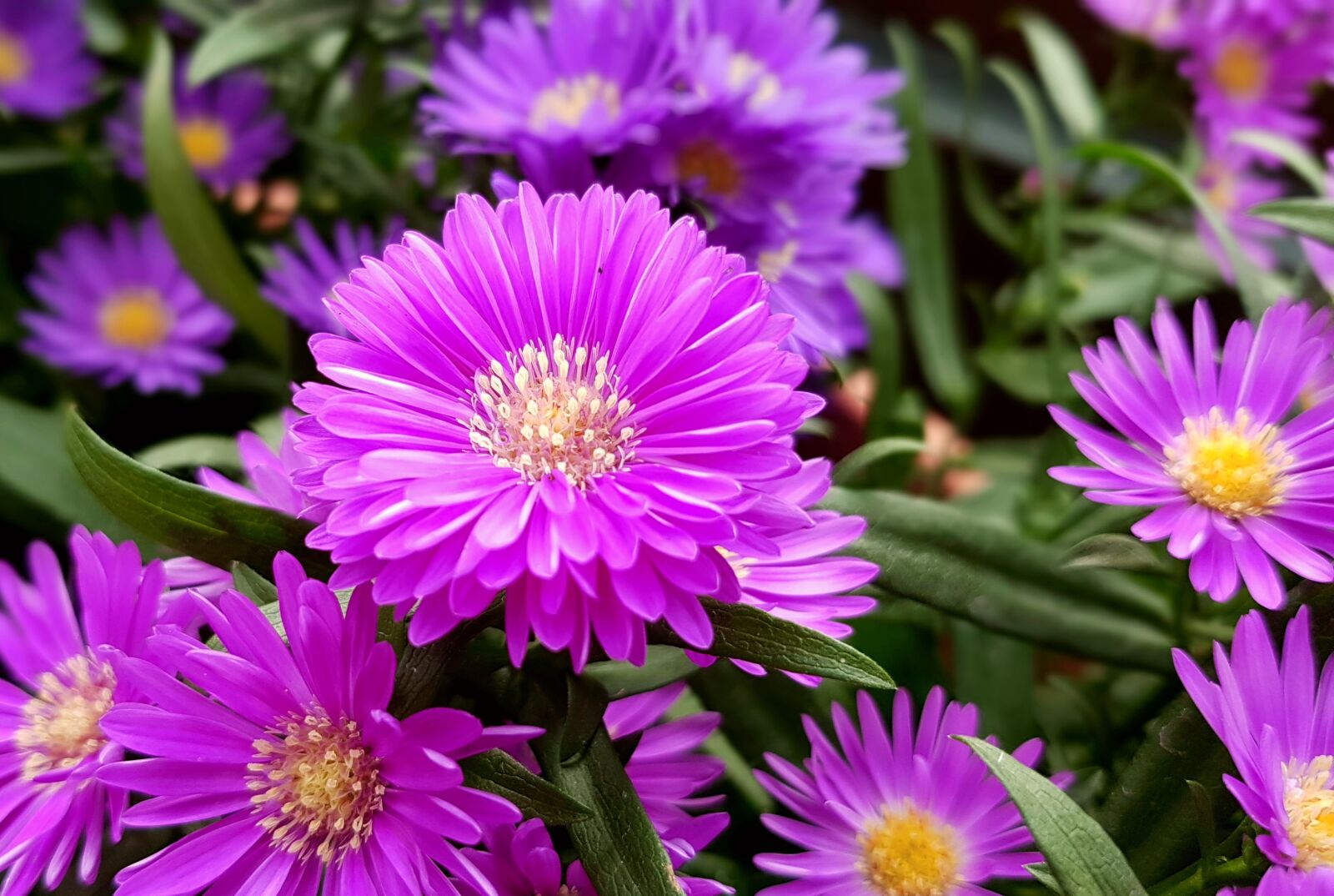 Samsung Galaxy S7 sample photo. Aster, herbstaster, flowers photography
